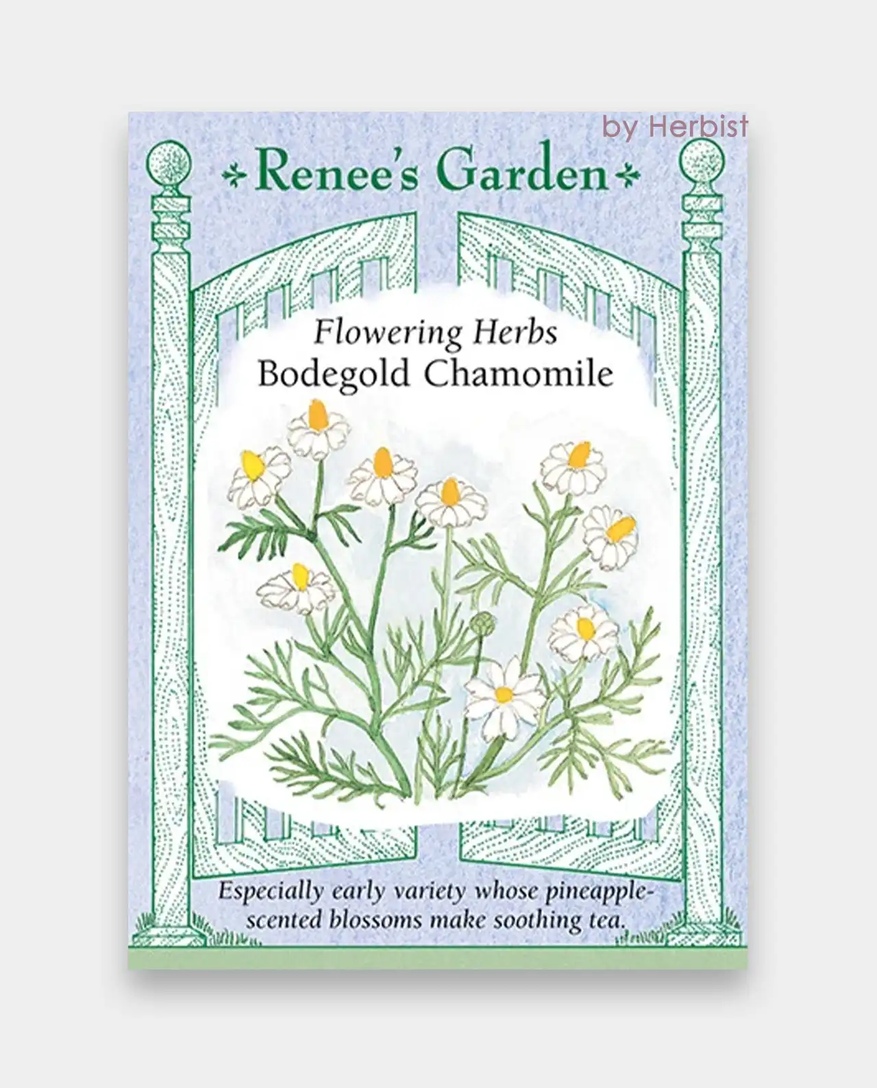 คาโมมายล์ Bodegold Chamomile