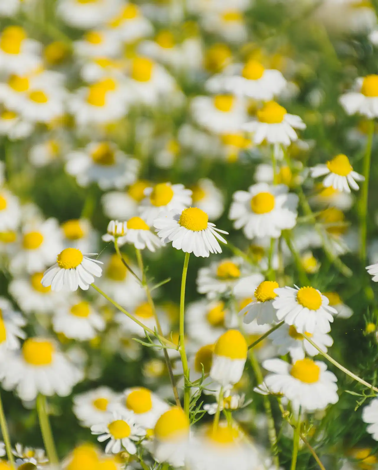 คาโมมายล์ Bodegold Chamomile