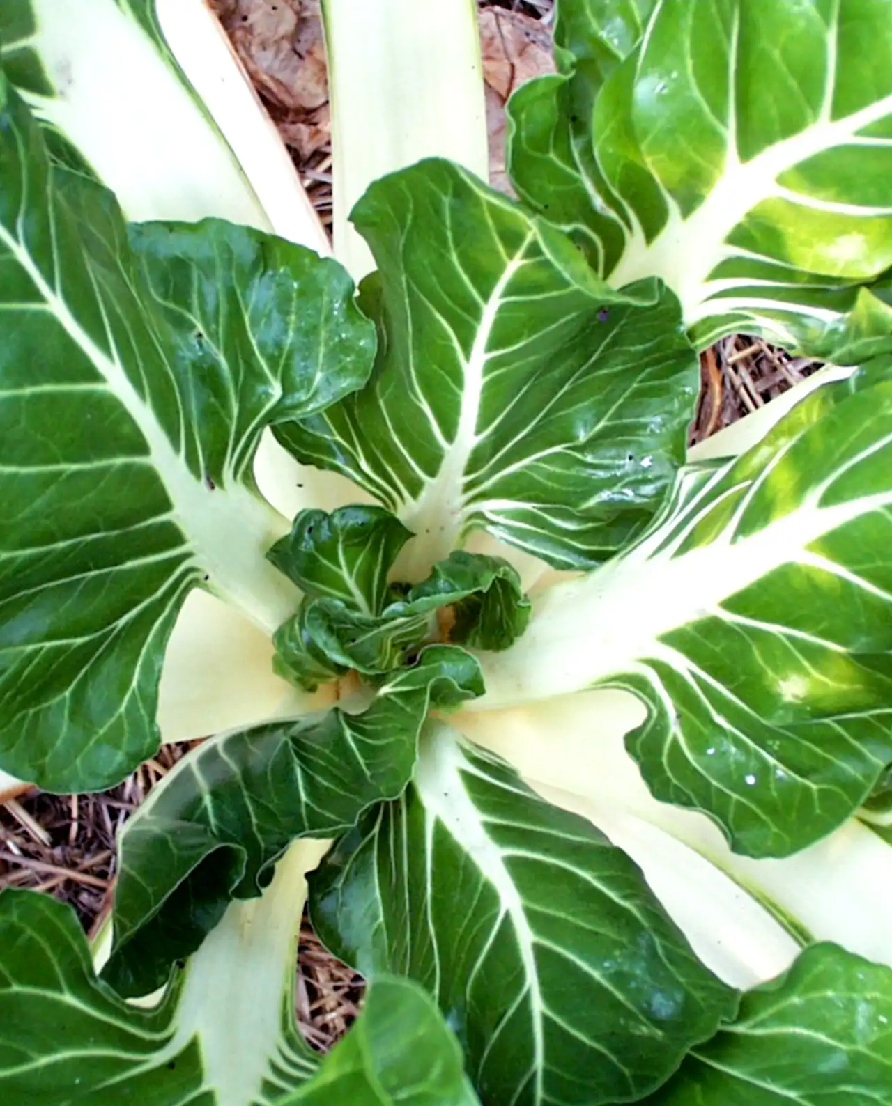 ชาร์ด Italian Silver Rib Heirloom Chard