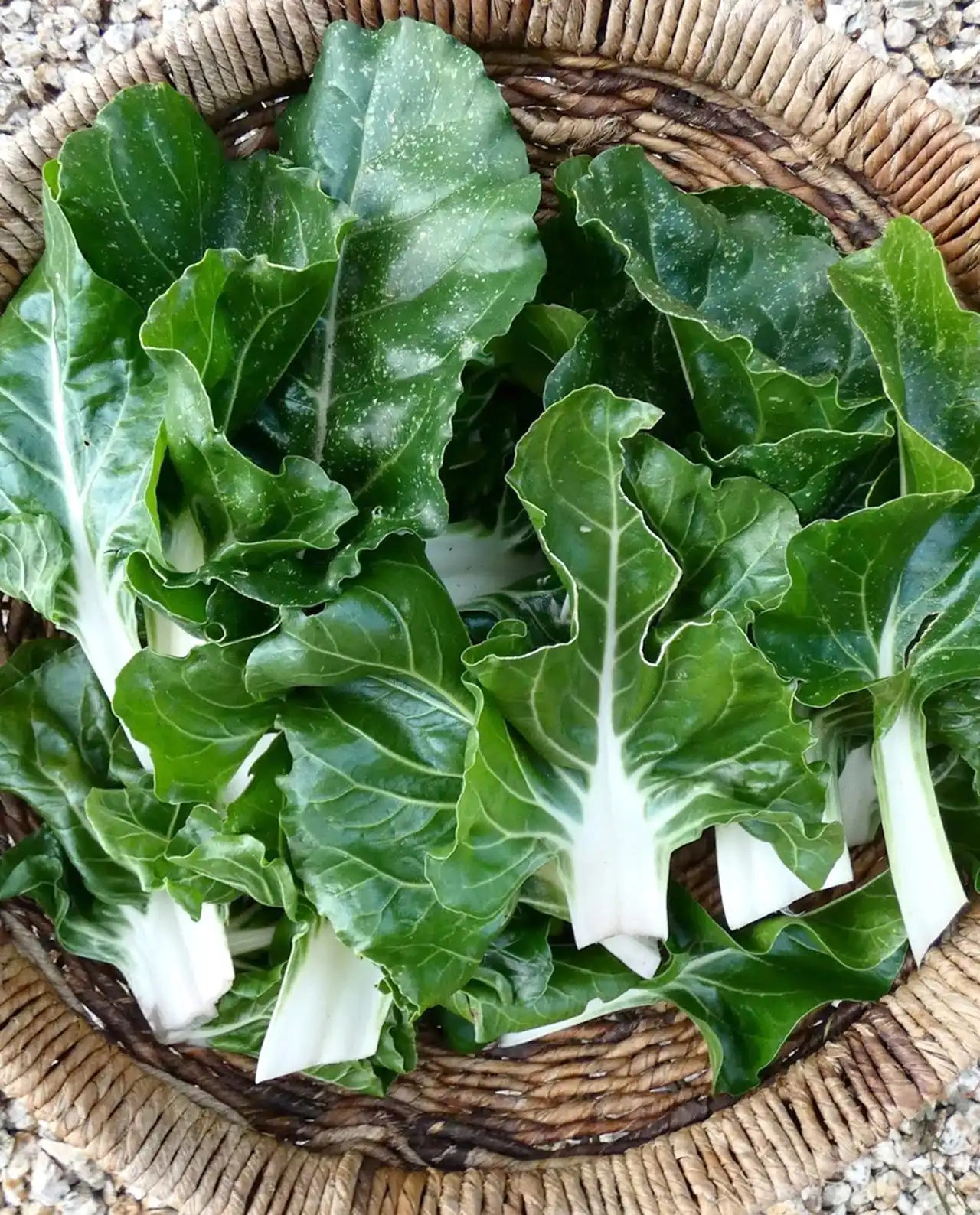 ชาร์ด Italian Silver Rib Heirloom Chard