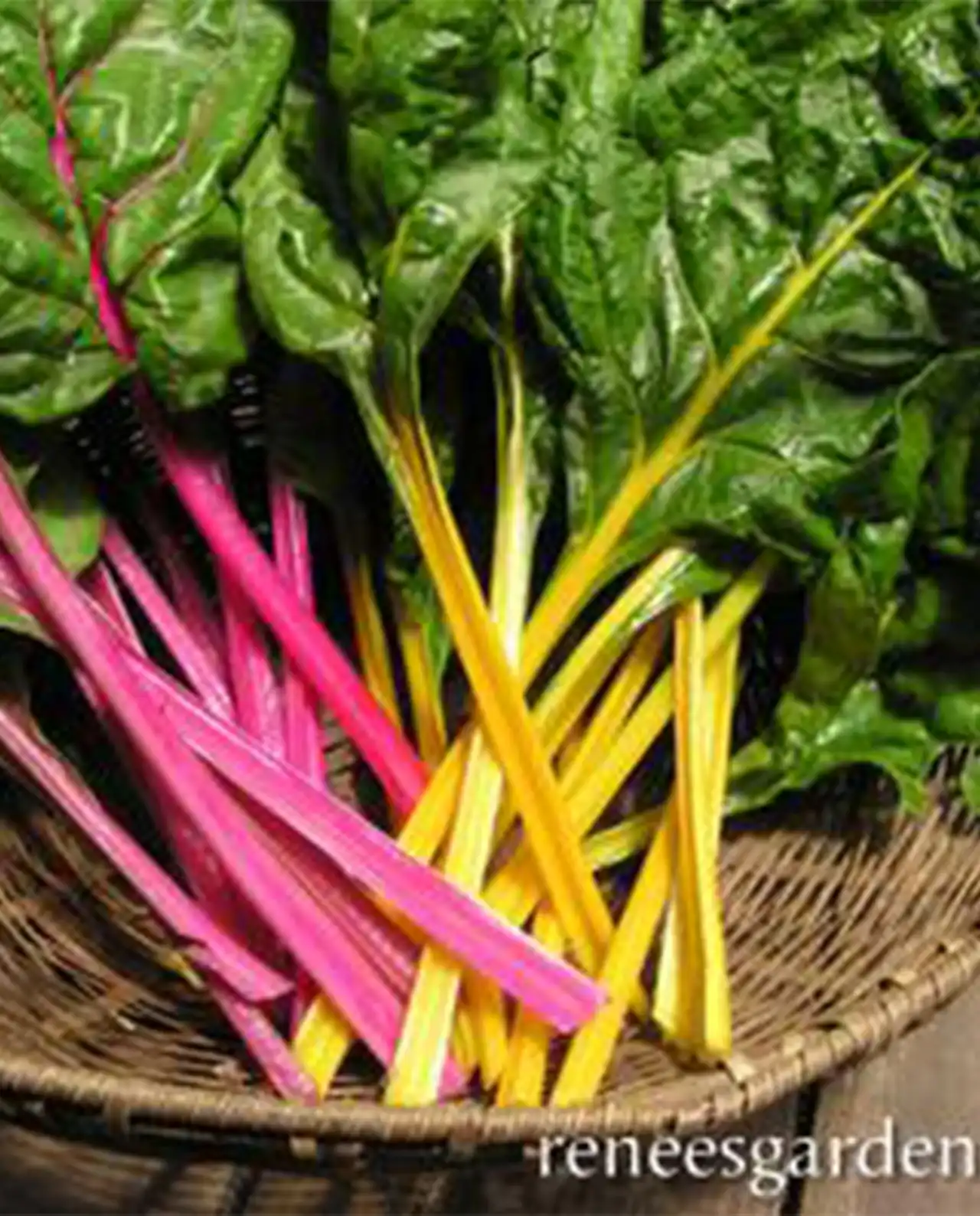 ชาร์ด Rainbow Chard Neon Glow