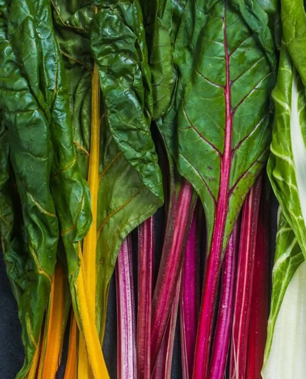 ชาร์ด Rainbow Chard Neon Glow