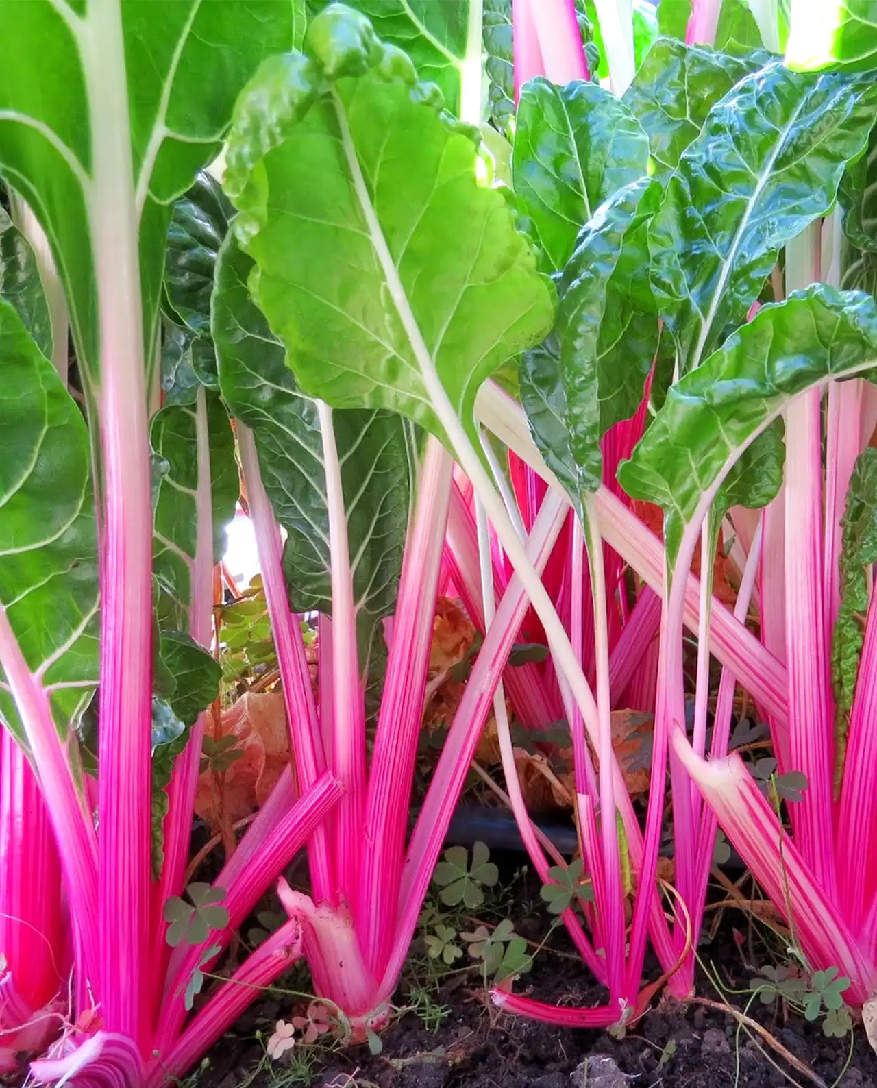 ชาร์ด Gourmet Chard Peppermint Stick