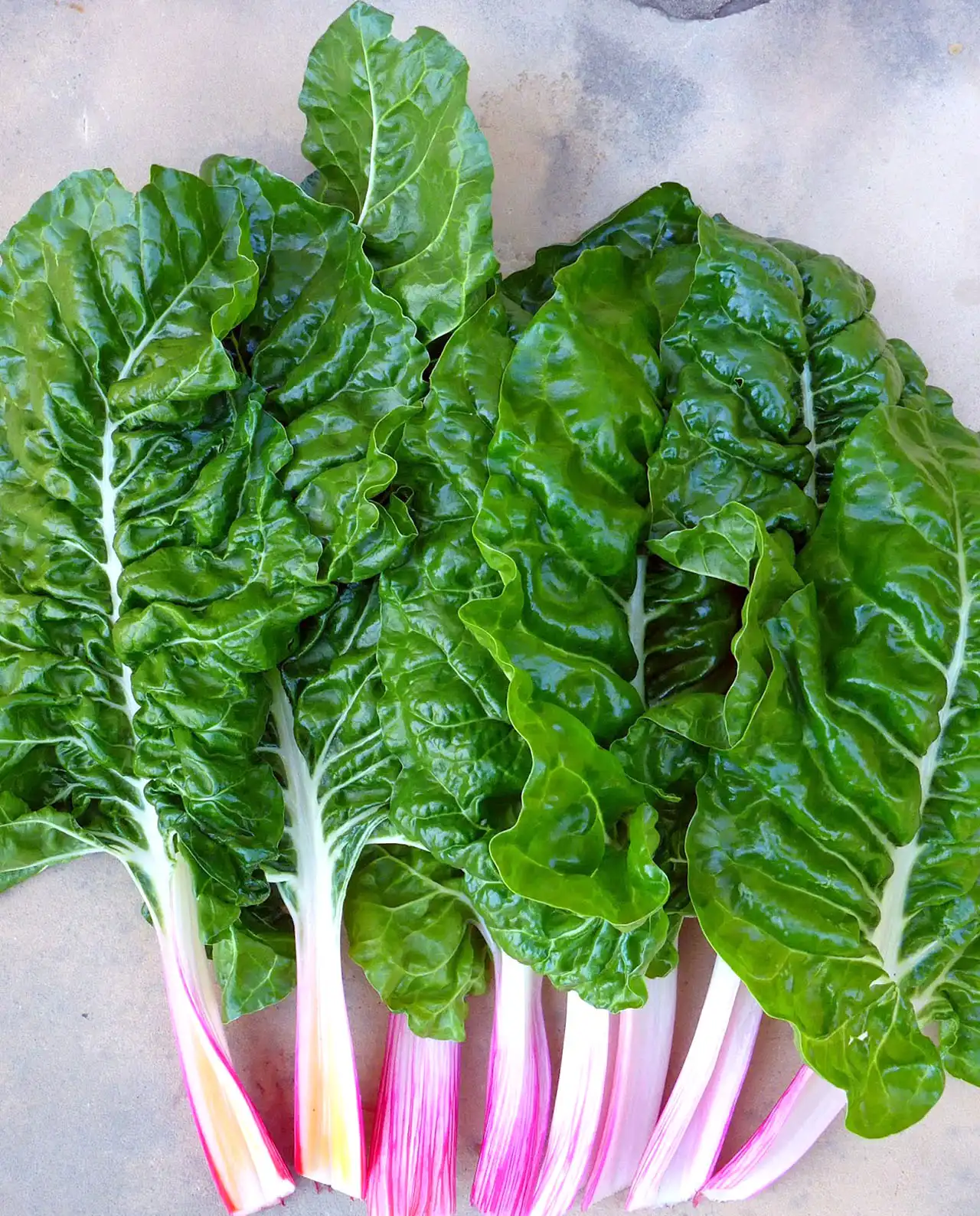 ชาร์ด Gourmet Chard Peppermint Stick