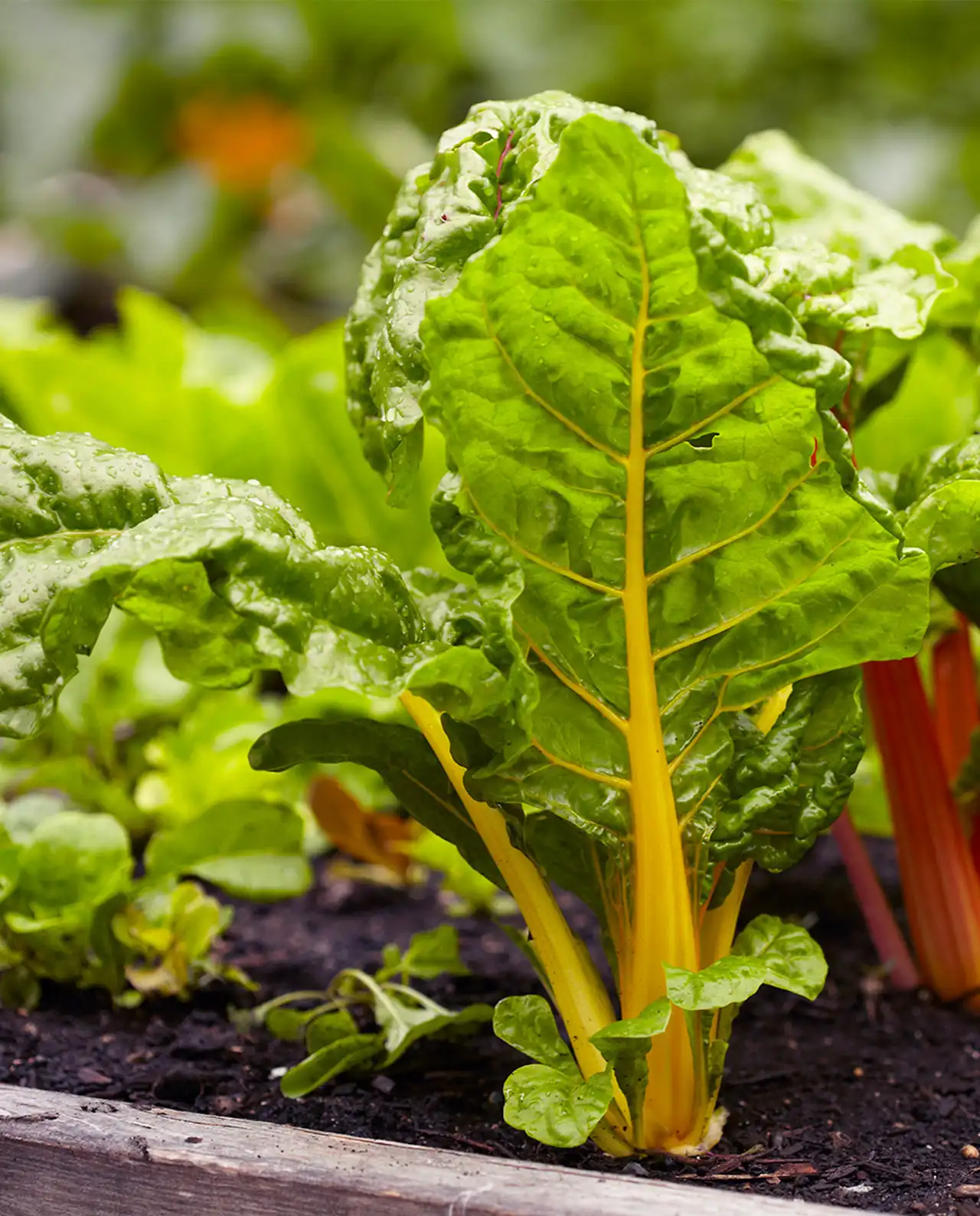 ชาร์ด Pot of Gold Container Chard