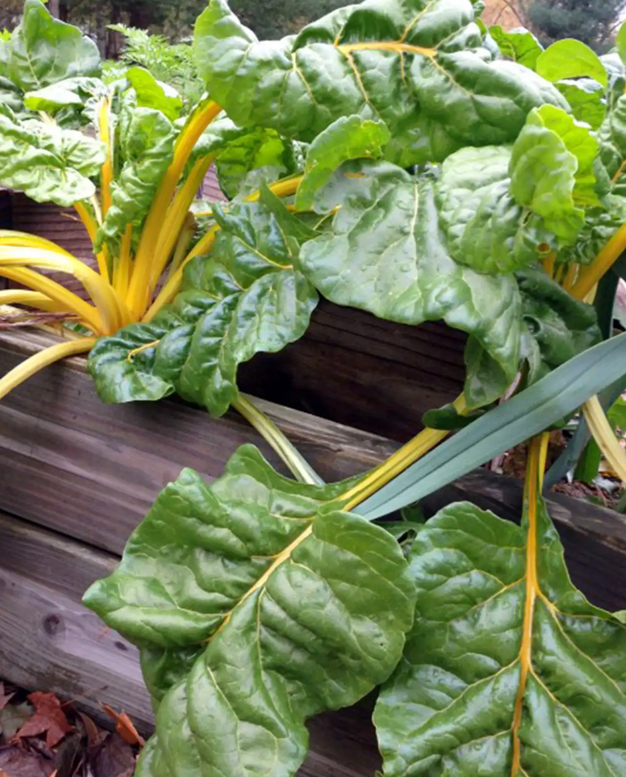 ชาร์ด Pot of Gold Container Chard