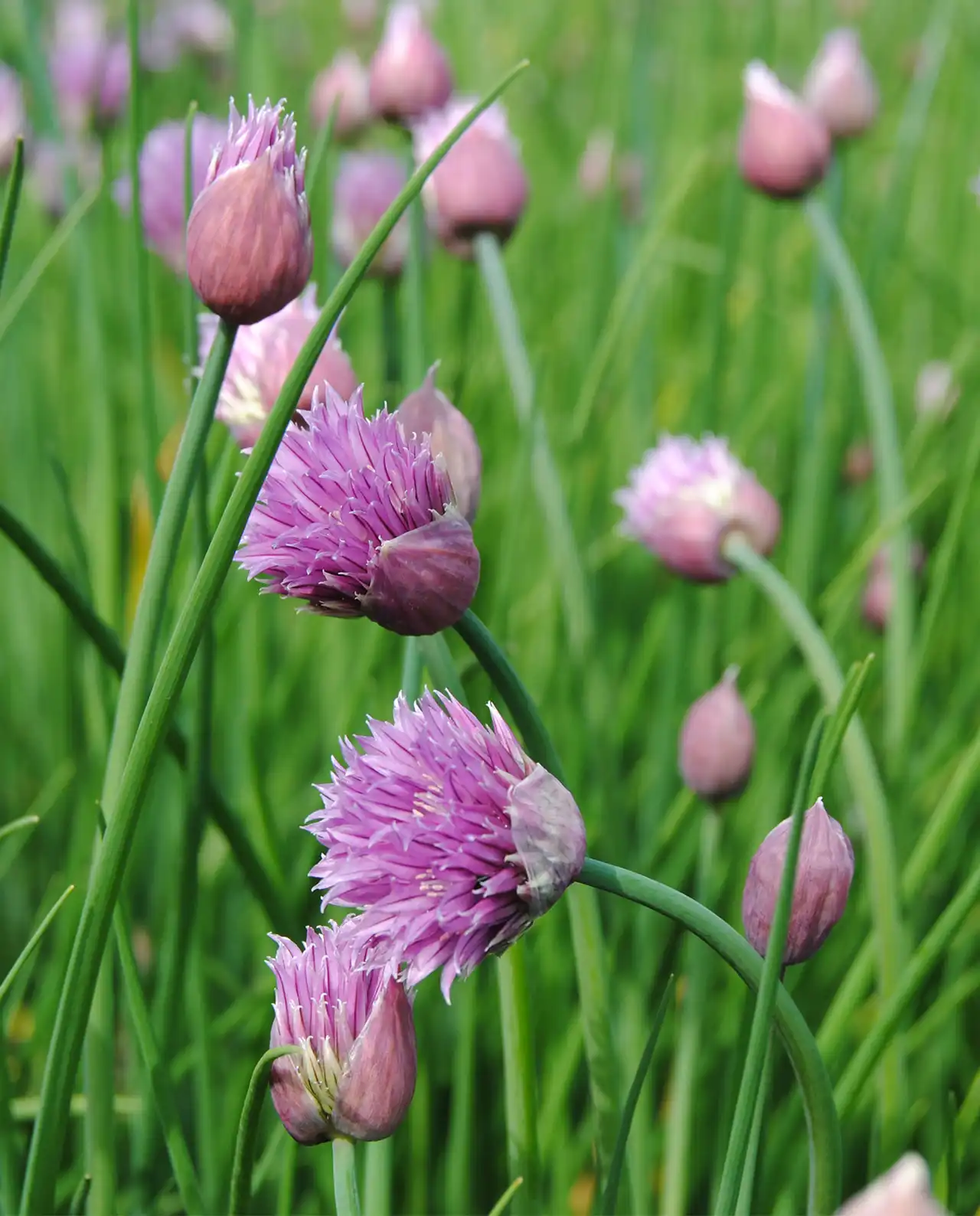 ไชว์ฟ Fine Leaf Chives