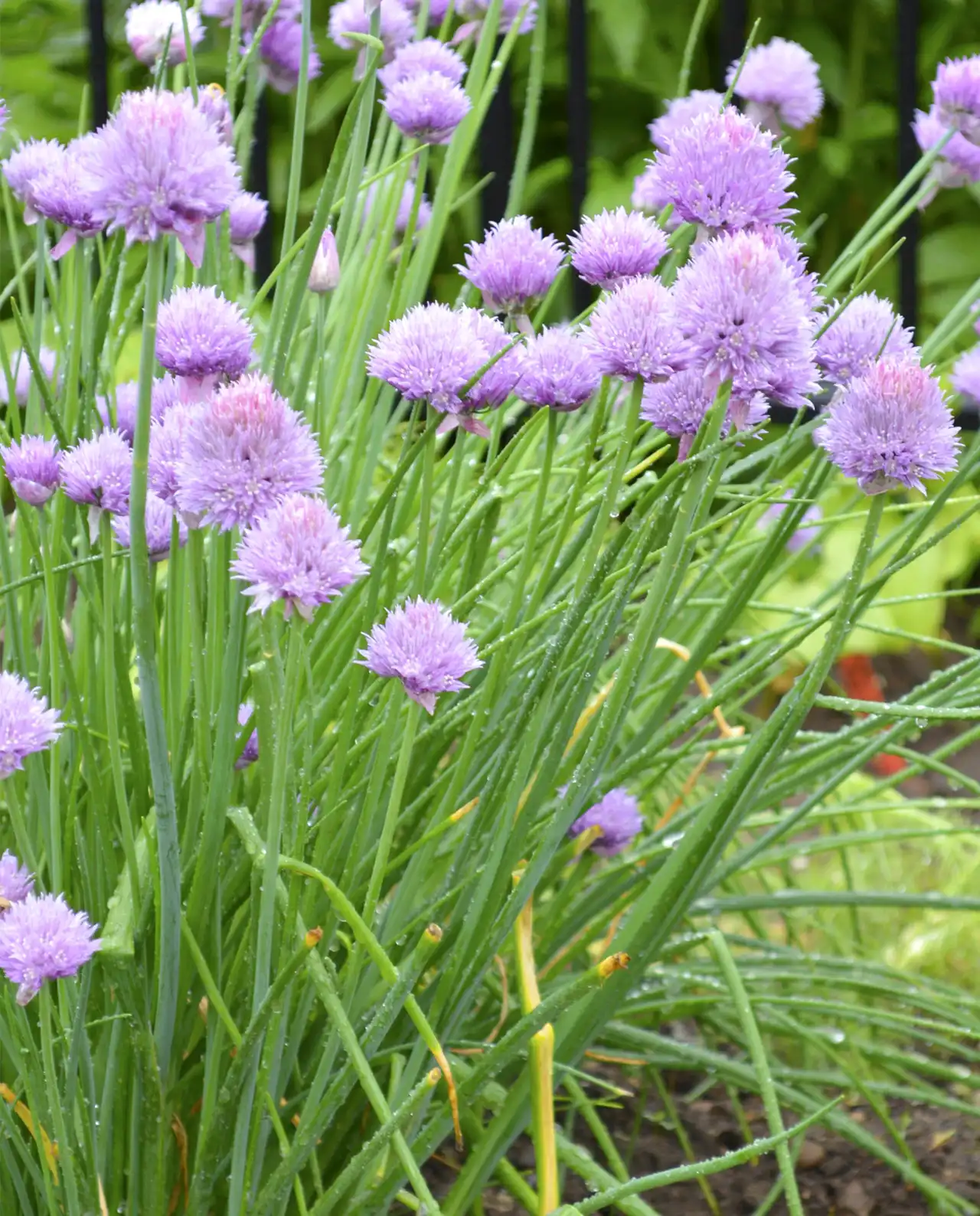 ไชว์ฟ Fine Leaf Chives