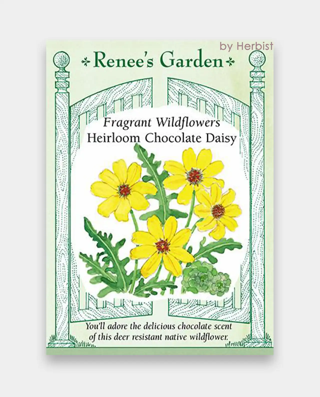 เดซี่ Wildflowers Chocolate Daisy