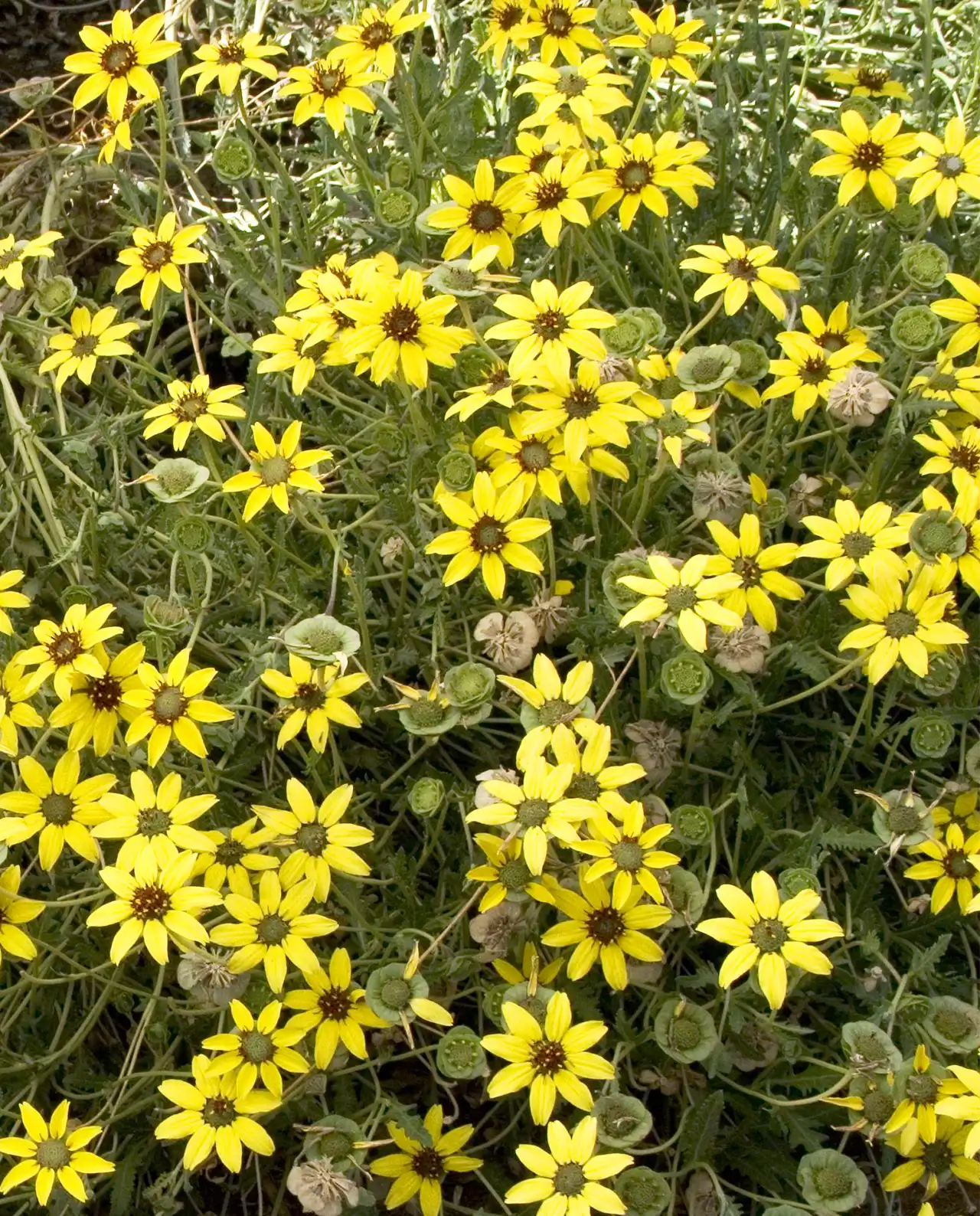 เดซี่ Wildflowers Chocolate Daisy