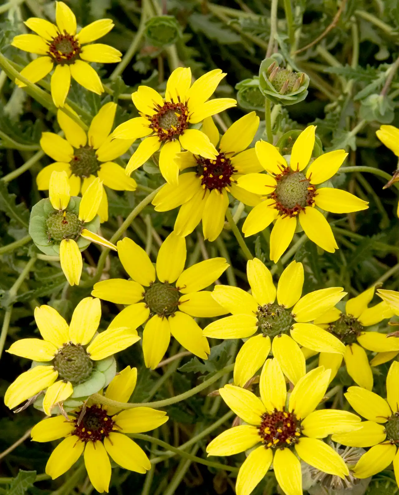 เดซี่ Wildflowers Chocolate Daisy