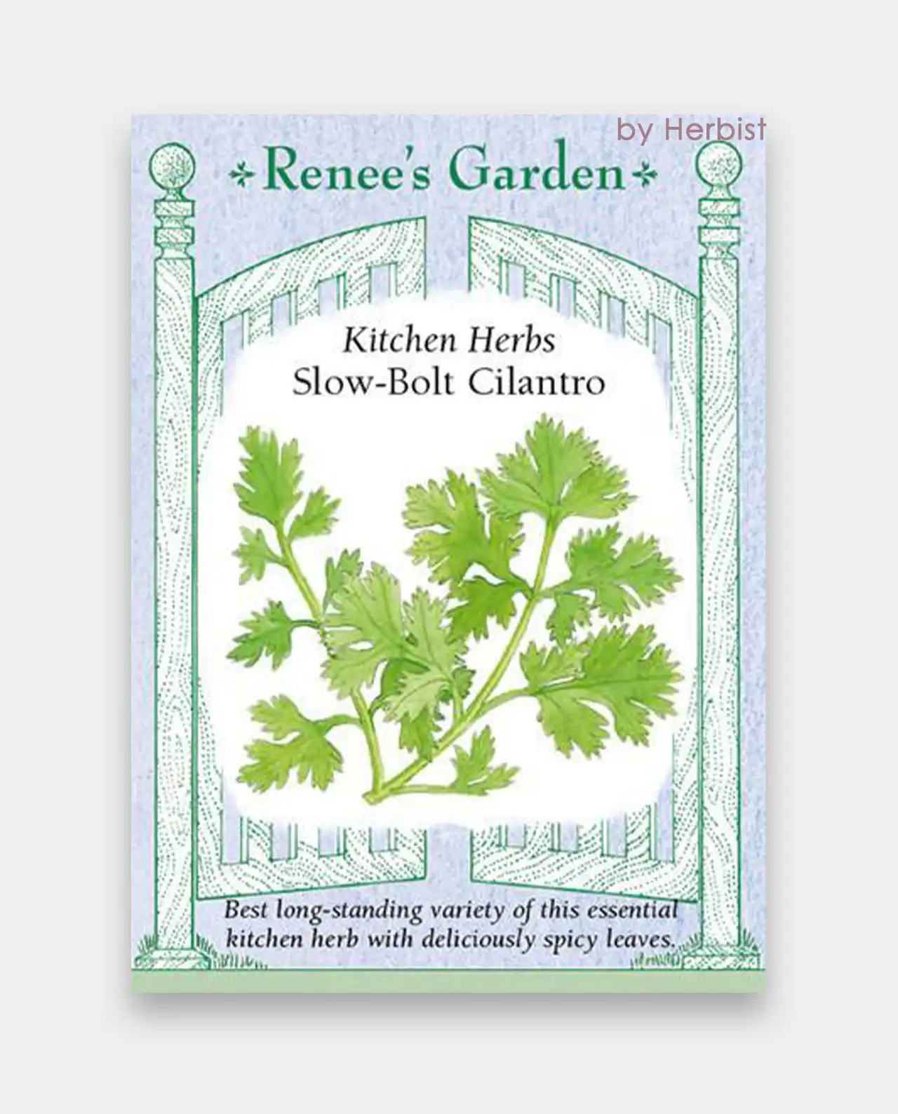 ผักชีฝรั่ง Slow-Bolt Cilantro