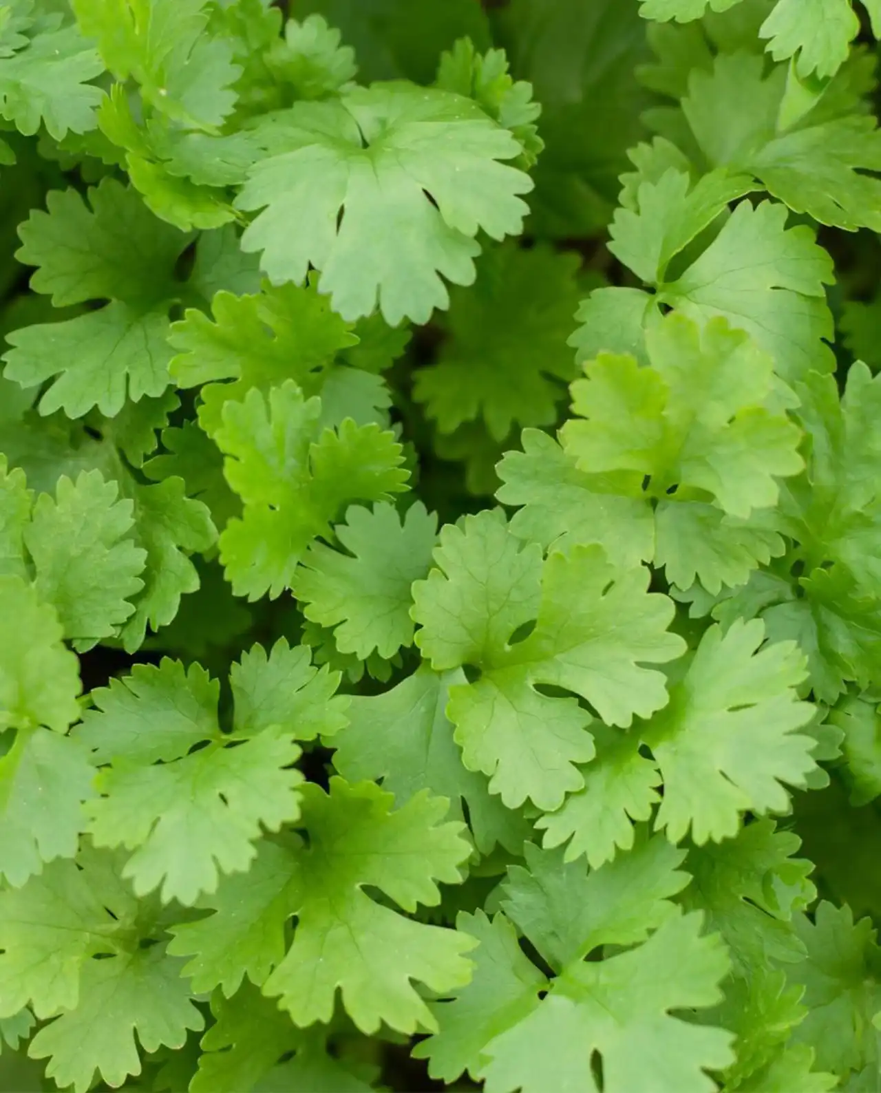 ผักชีฝรั่ง Slow-Bolt Cilantro