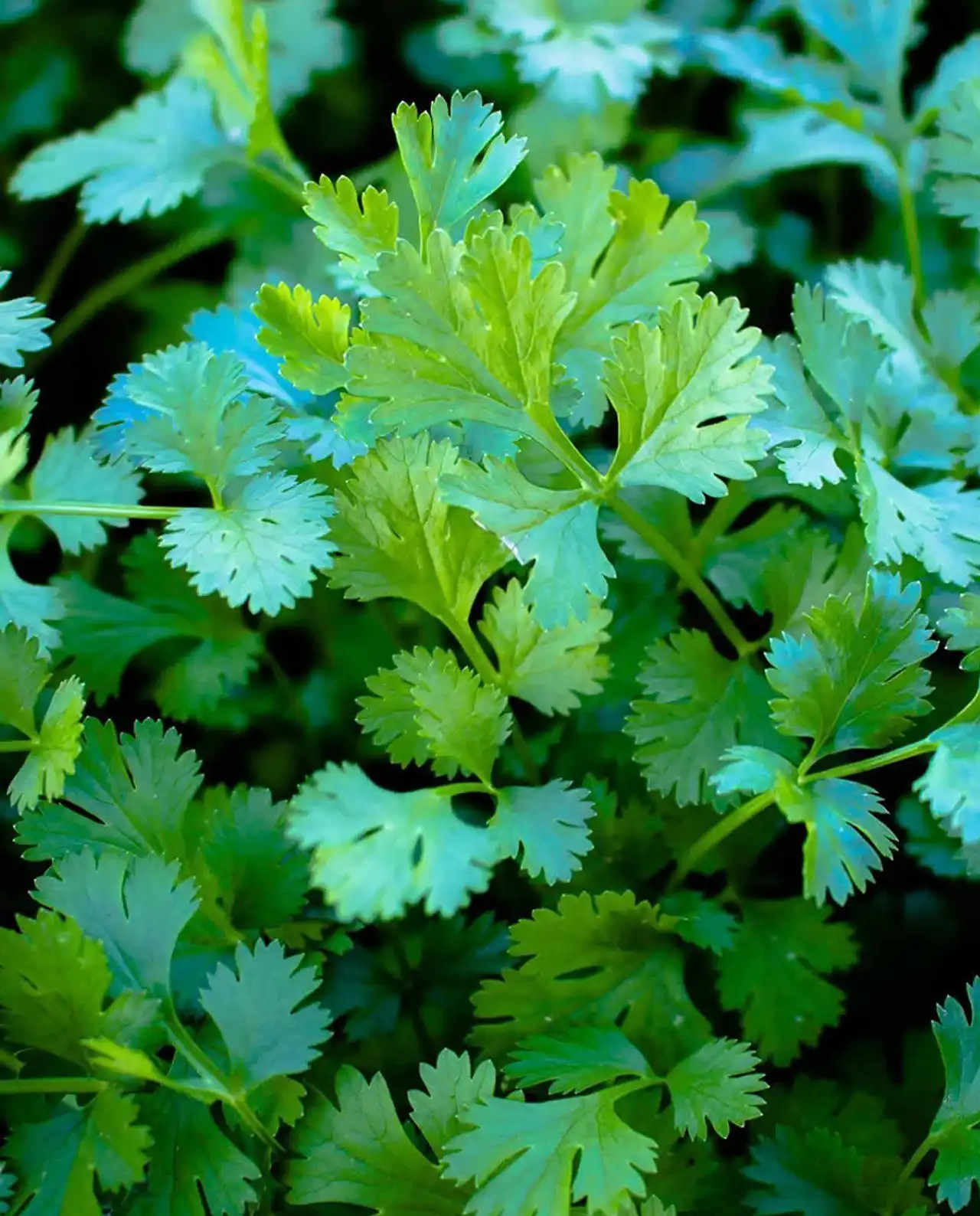 ผักชีฝรั่ง Slow-Bolt Cilantro