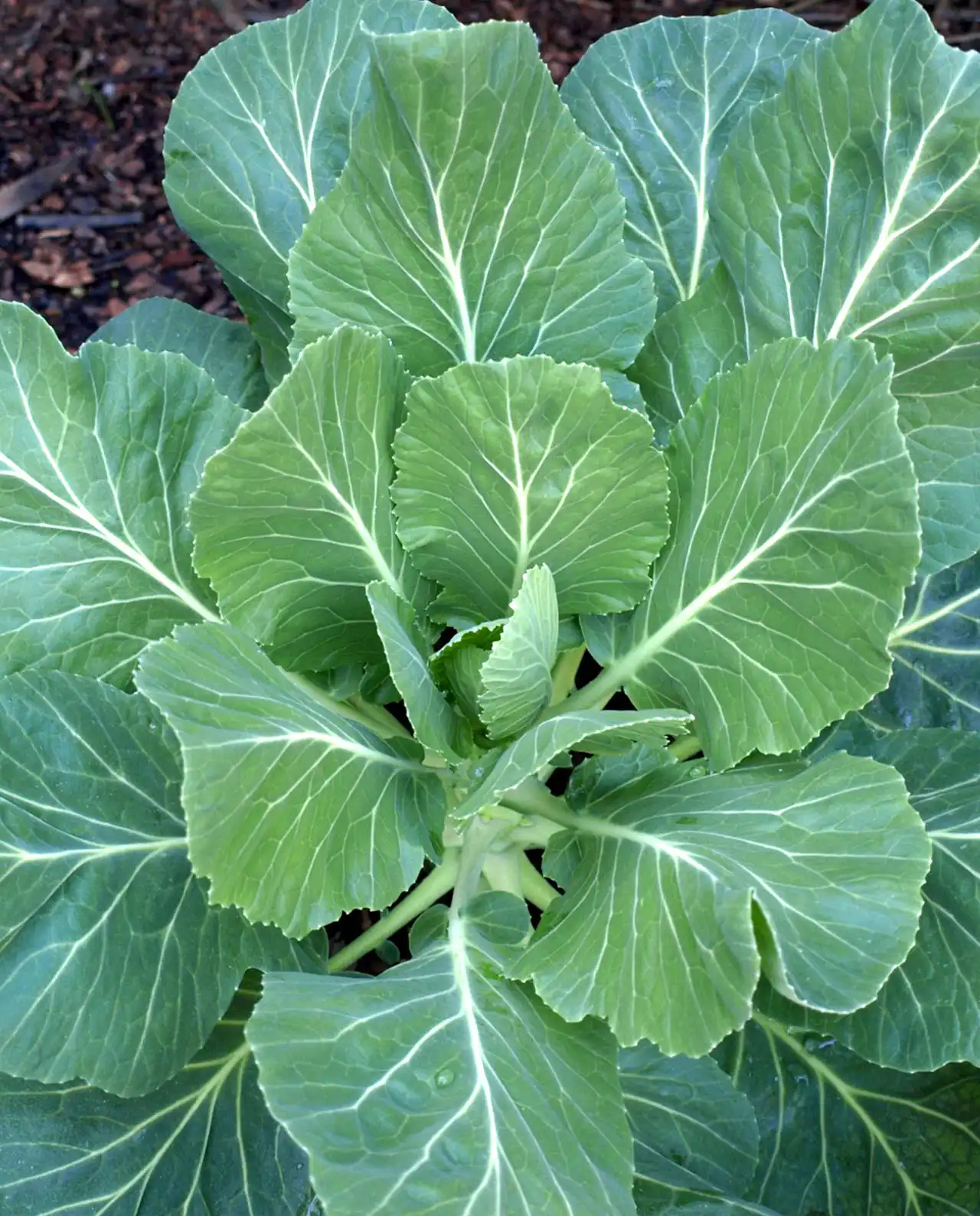 คอลลาร์ด Gourmet Collards Green Flash