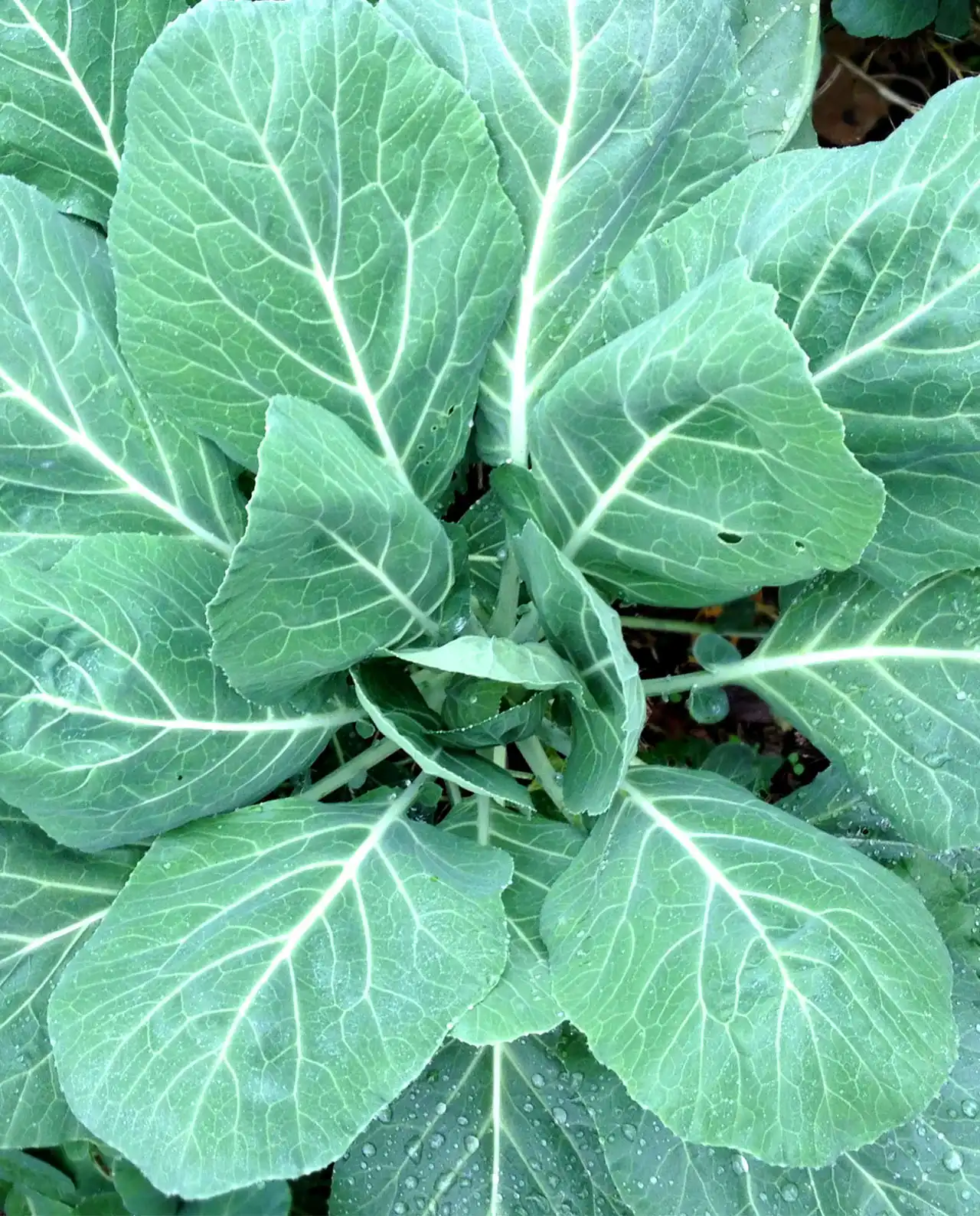 คอลลาร์ด Gourmet Collards Green Flash