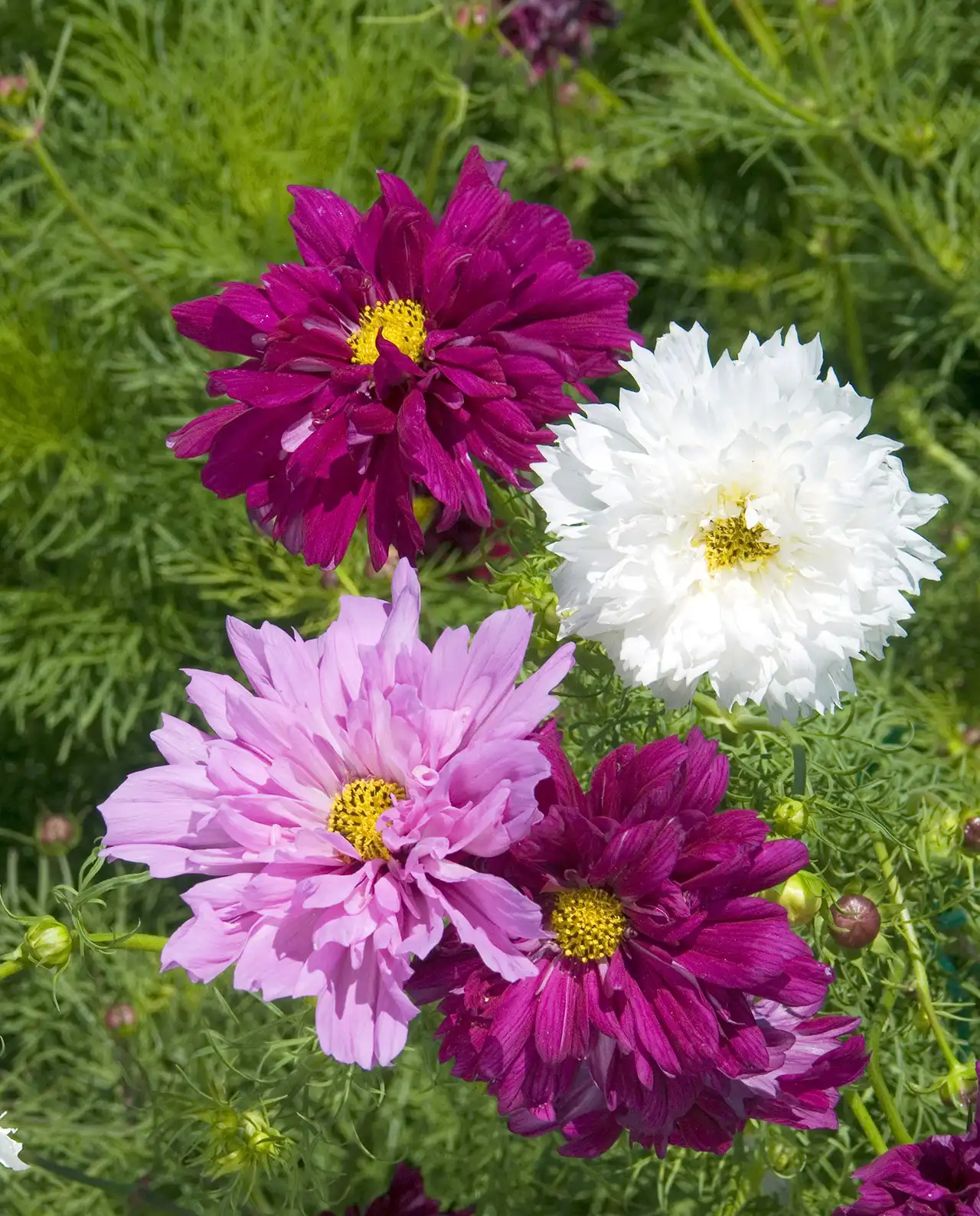 คอสมอส Double Click Bouquet Cosmos