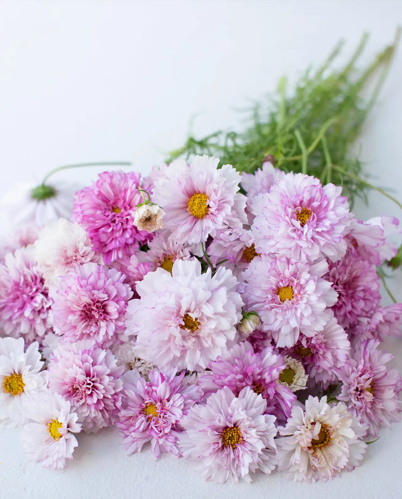 คอสมอส Double Click Bouquet Cosmos