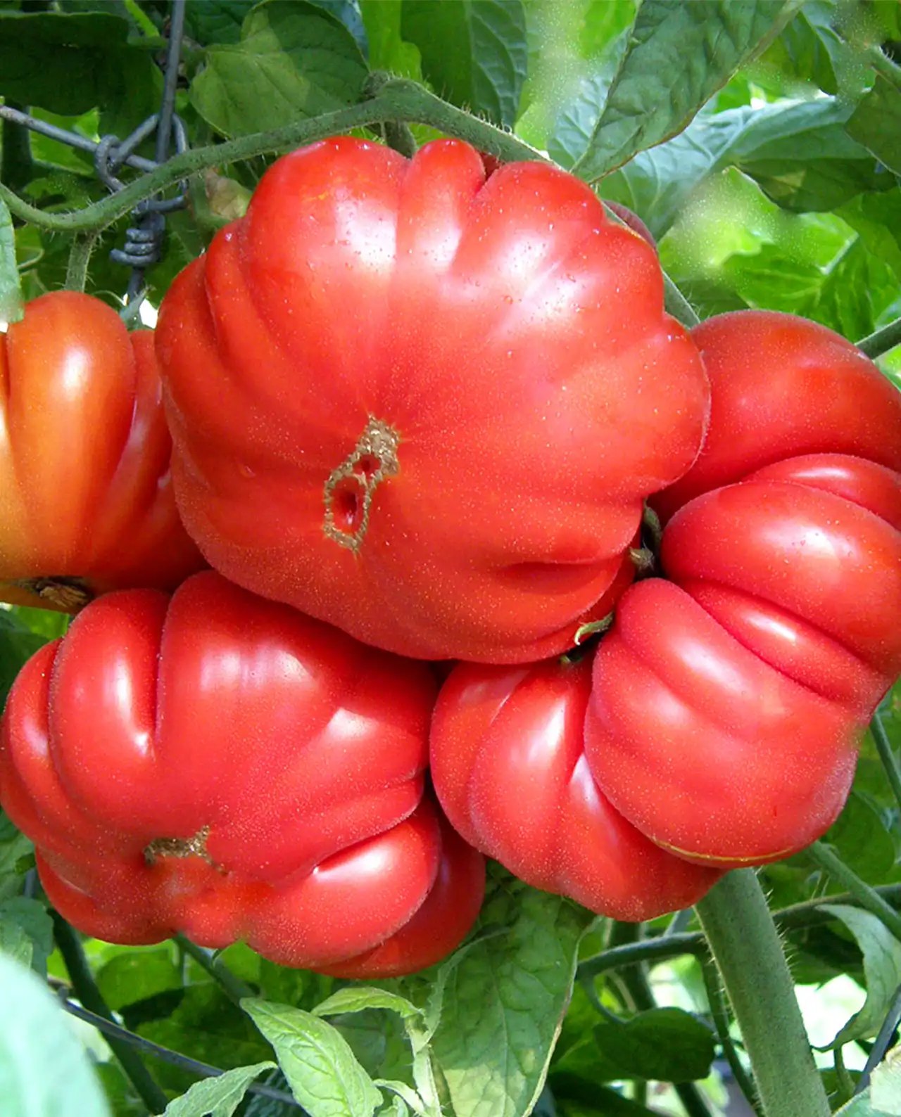 มะเขือเทศ ออร์แกนิค Costoluto Genovese