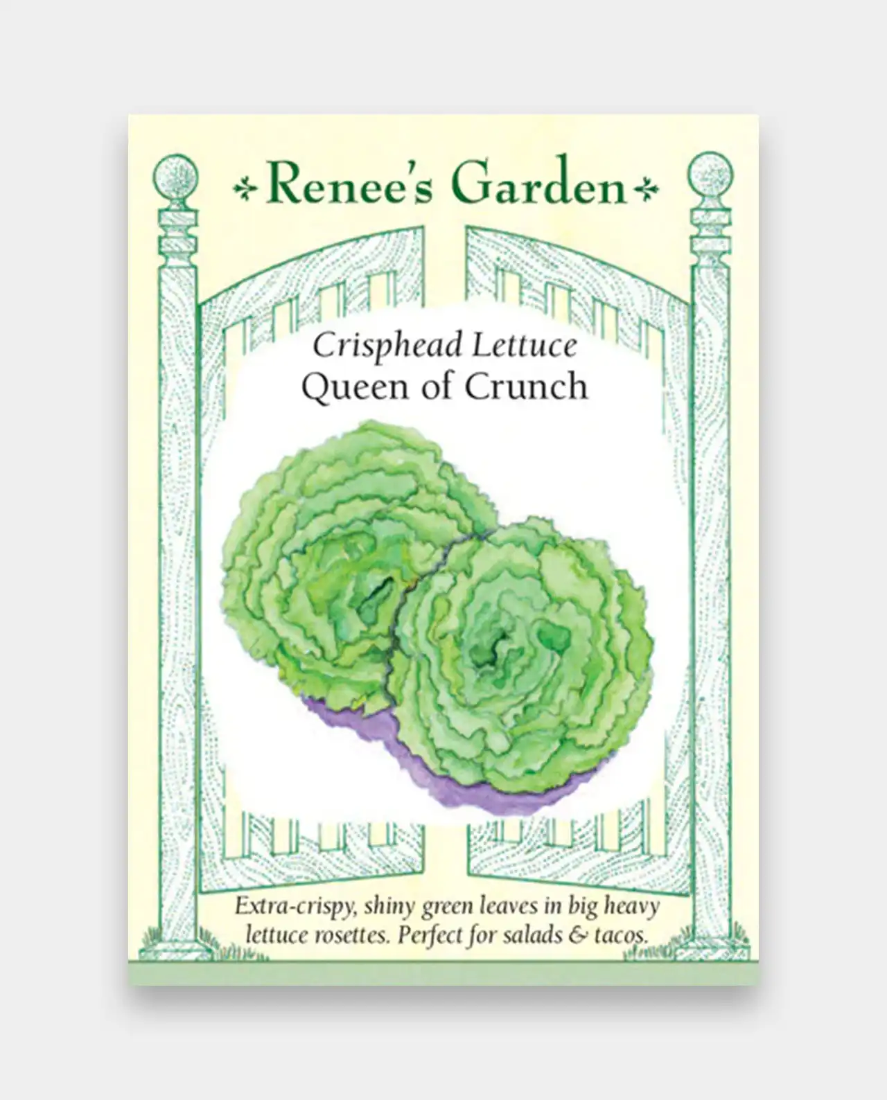 ผักกาดหอม ผักสลัด Crisphead Lettuce