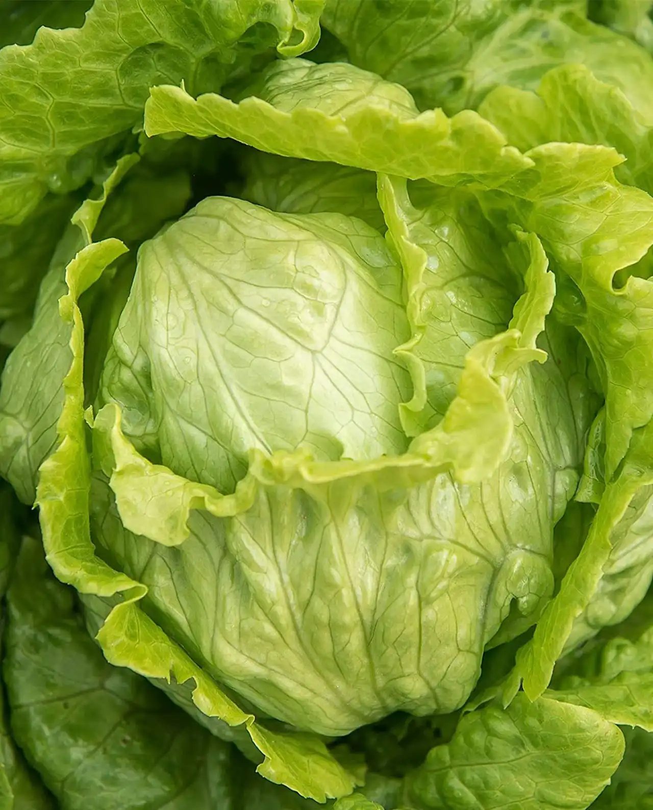 ผักกาดหอม ผักสลัด Crisphead Lettuce