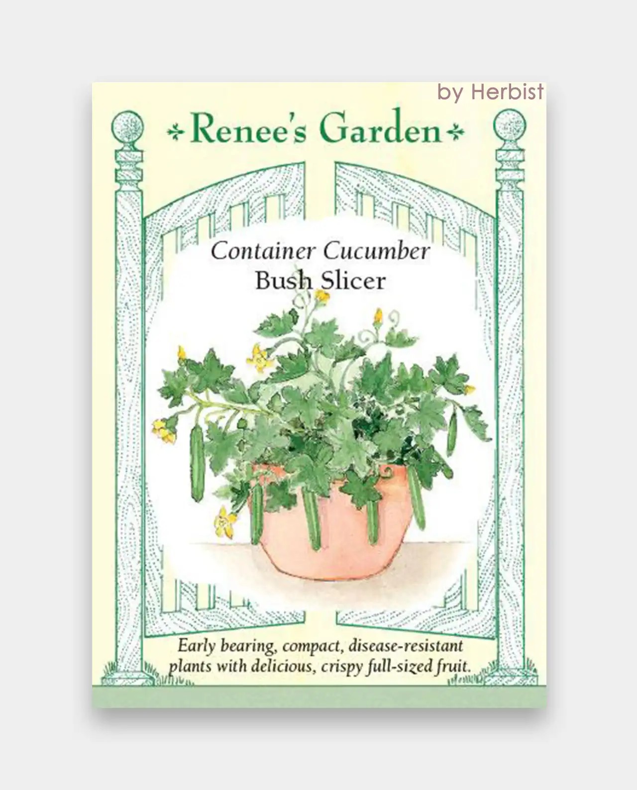 คูคัมเบอร์ Bush Slicer Container Cucumber