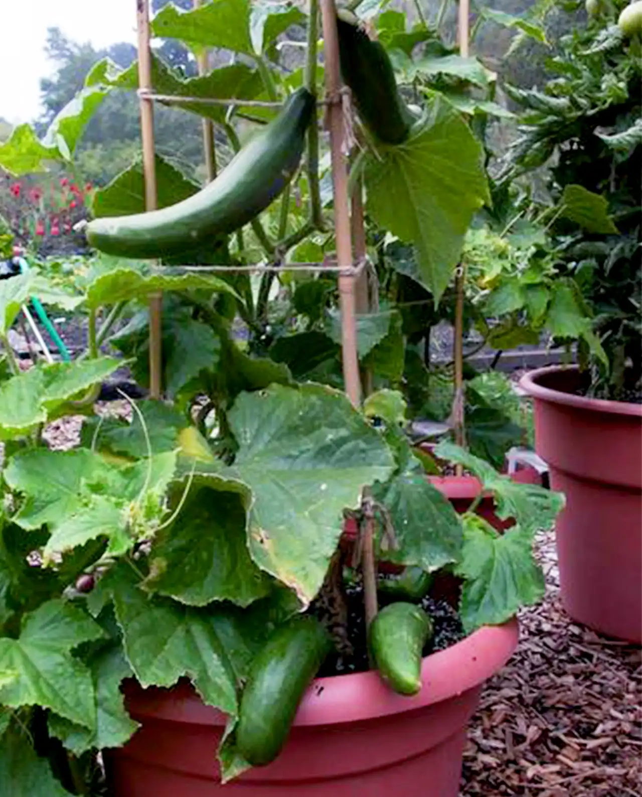 คูคัมเบอร์ Bush Slicer Container Cucumber