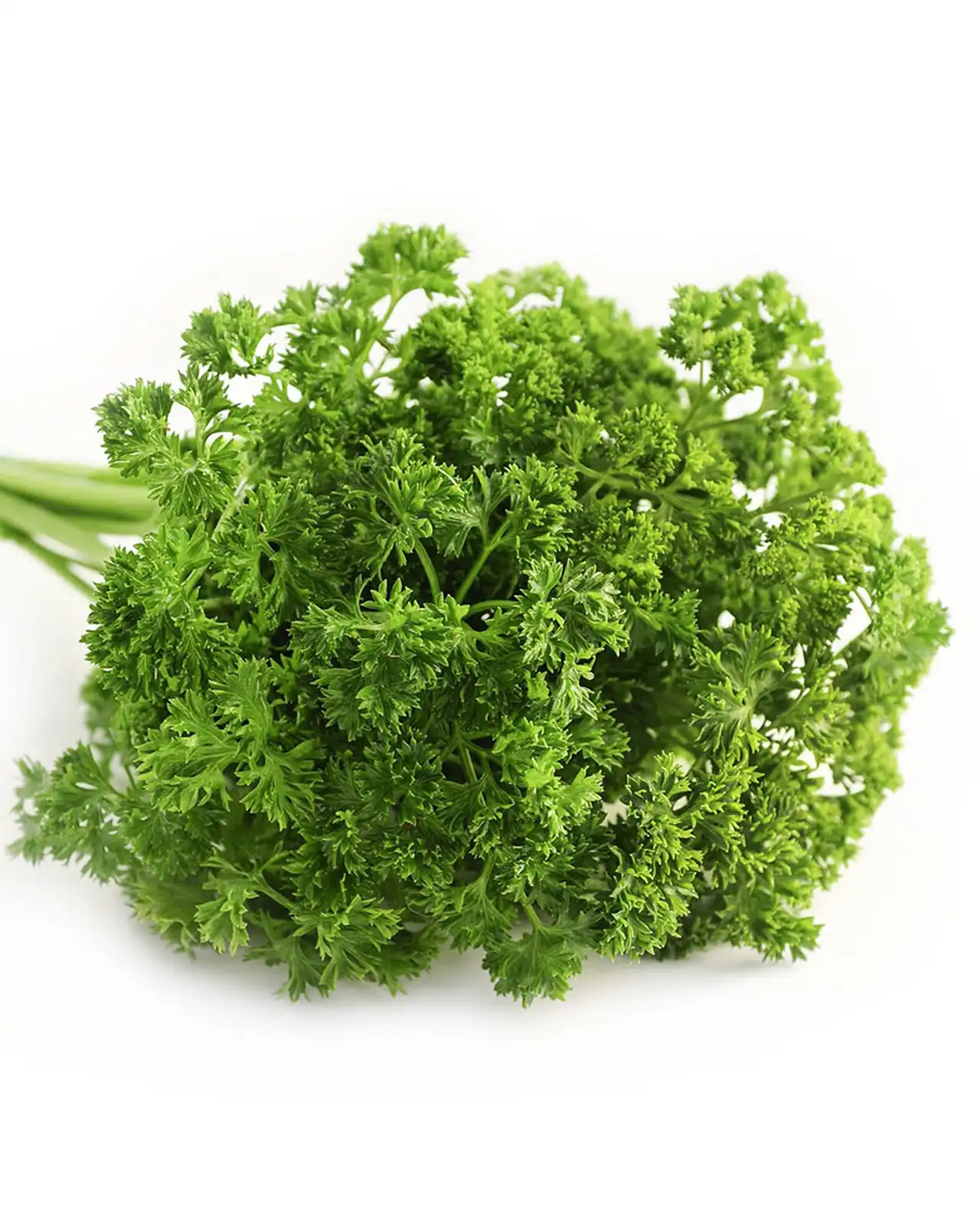 พาร์สลีย์ ใบหยิก Sweet Curly Parsley