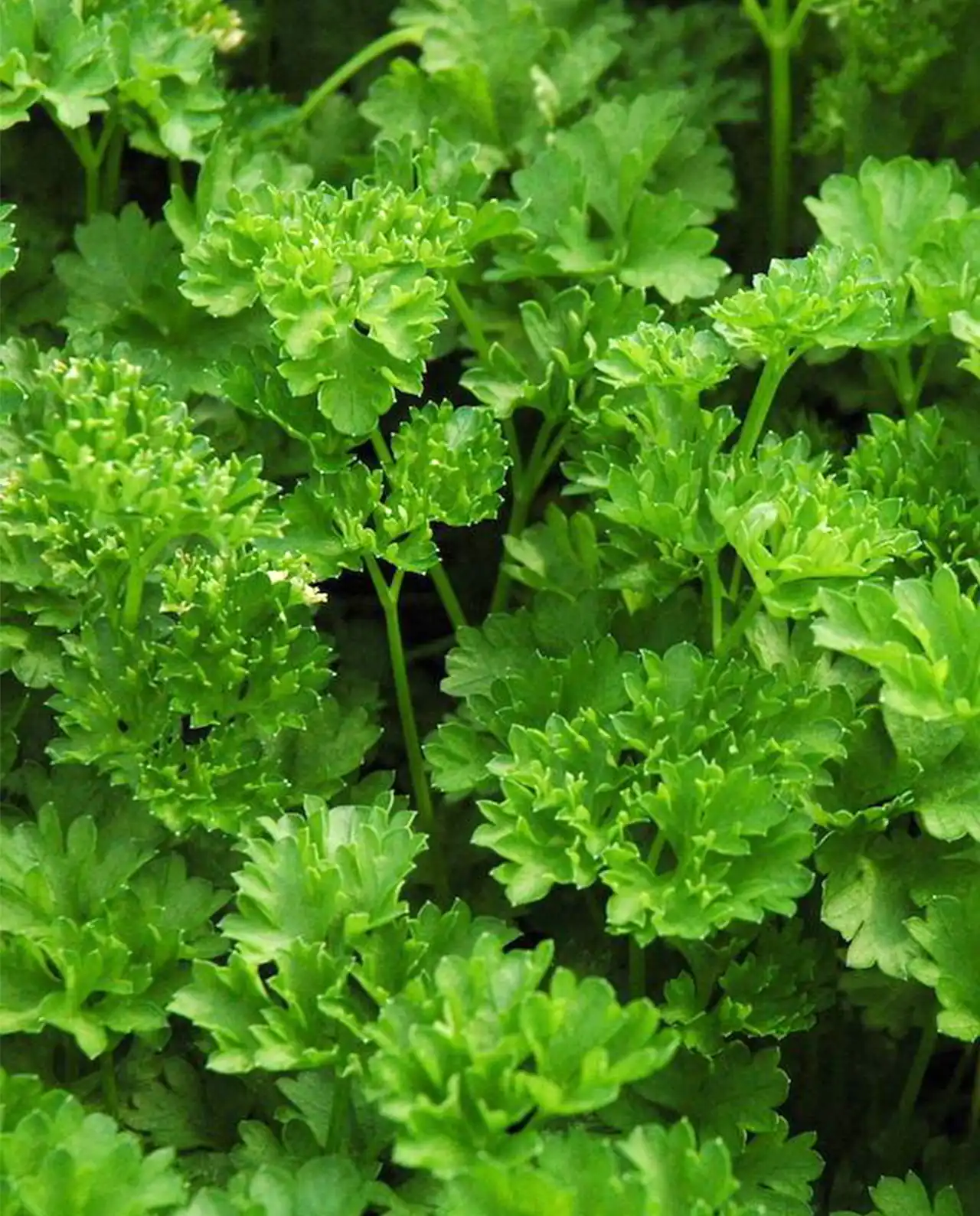 พาร์สลีย์ ใบหยิก Sweet Curly Parsley