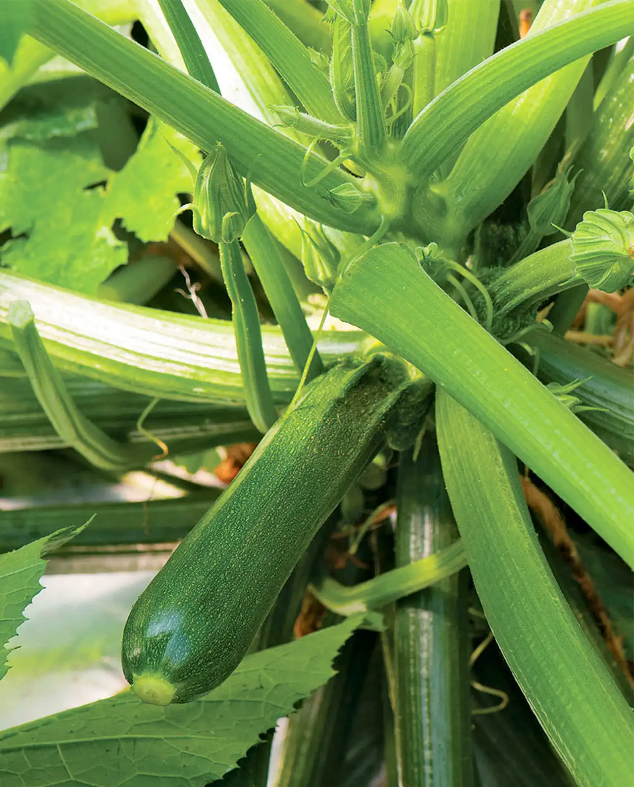 ซุกินี Raven Dark Green Zucchini