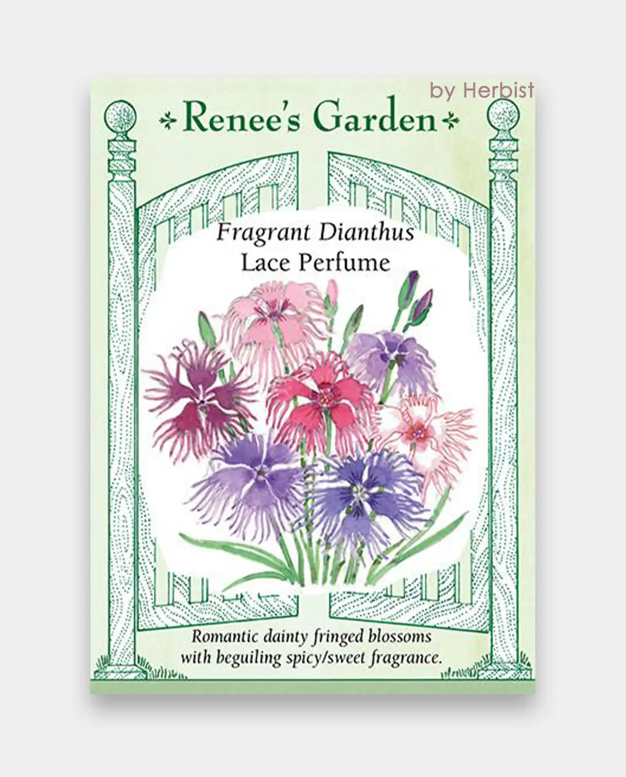 ไดแอนธัส Fragrant Dianthus Lace Perfume