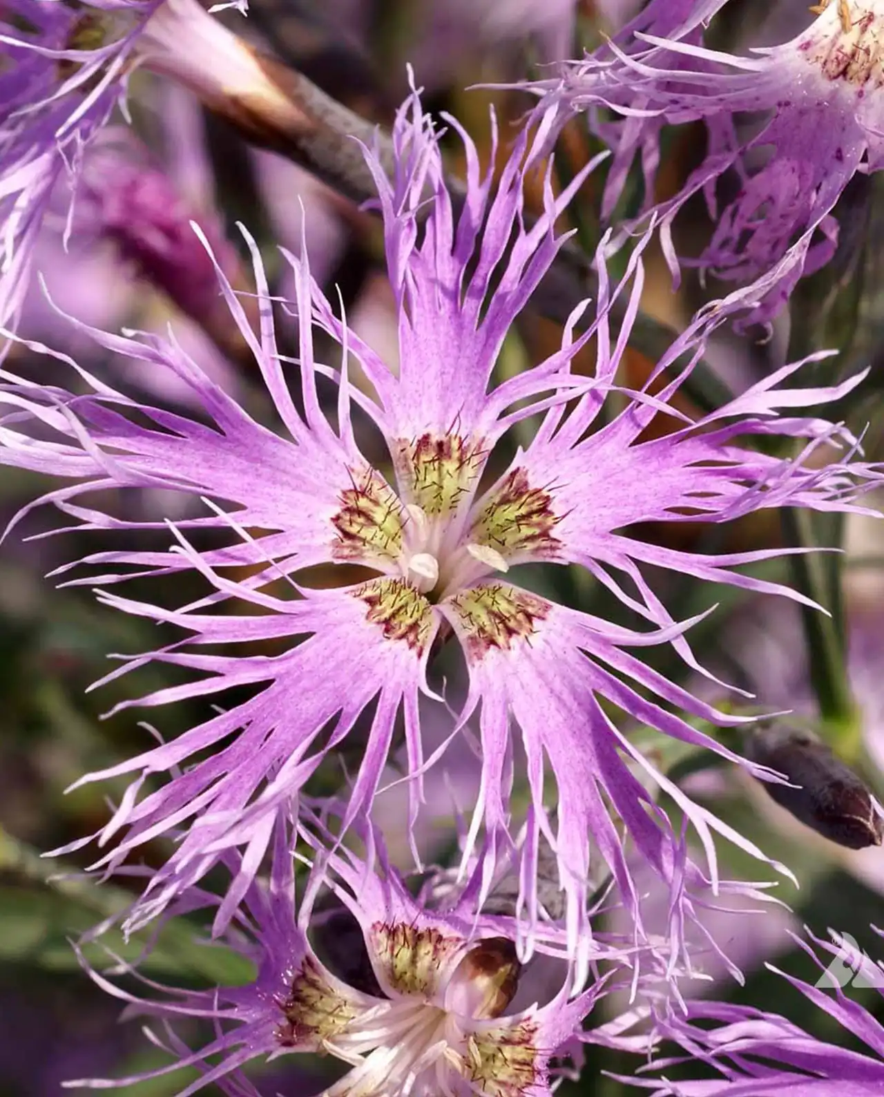 ไดแอนธัส Fragrant Dianthus Lace Perfume