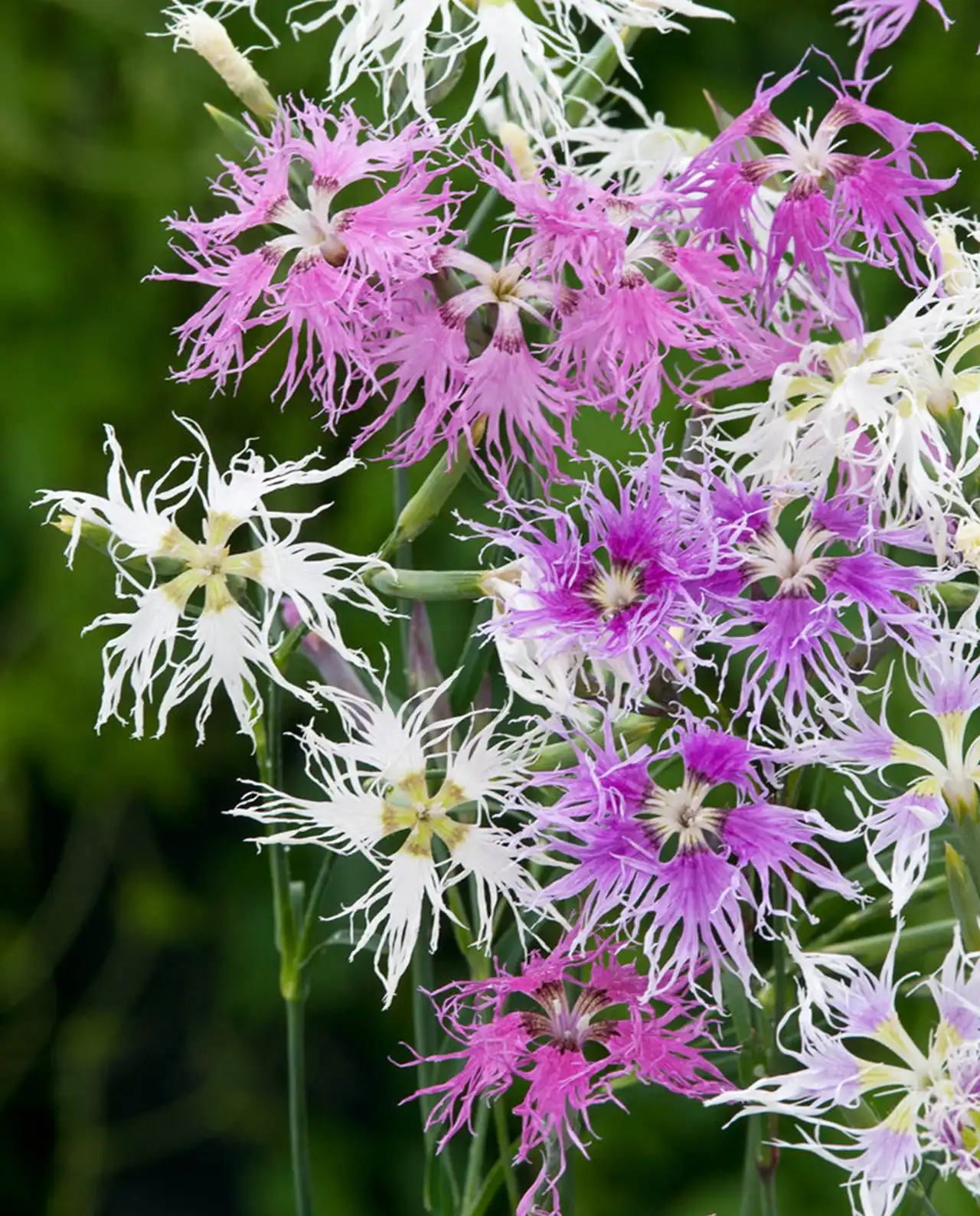 ไดแอนธัส Fragrant Dianthus Lace Perfume