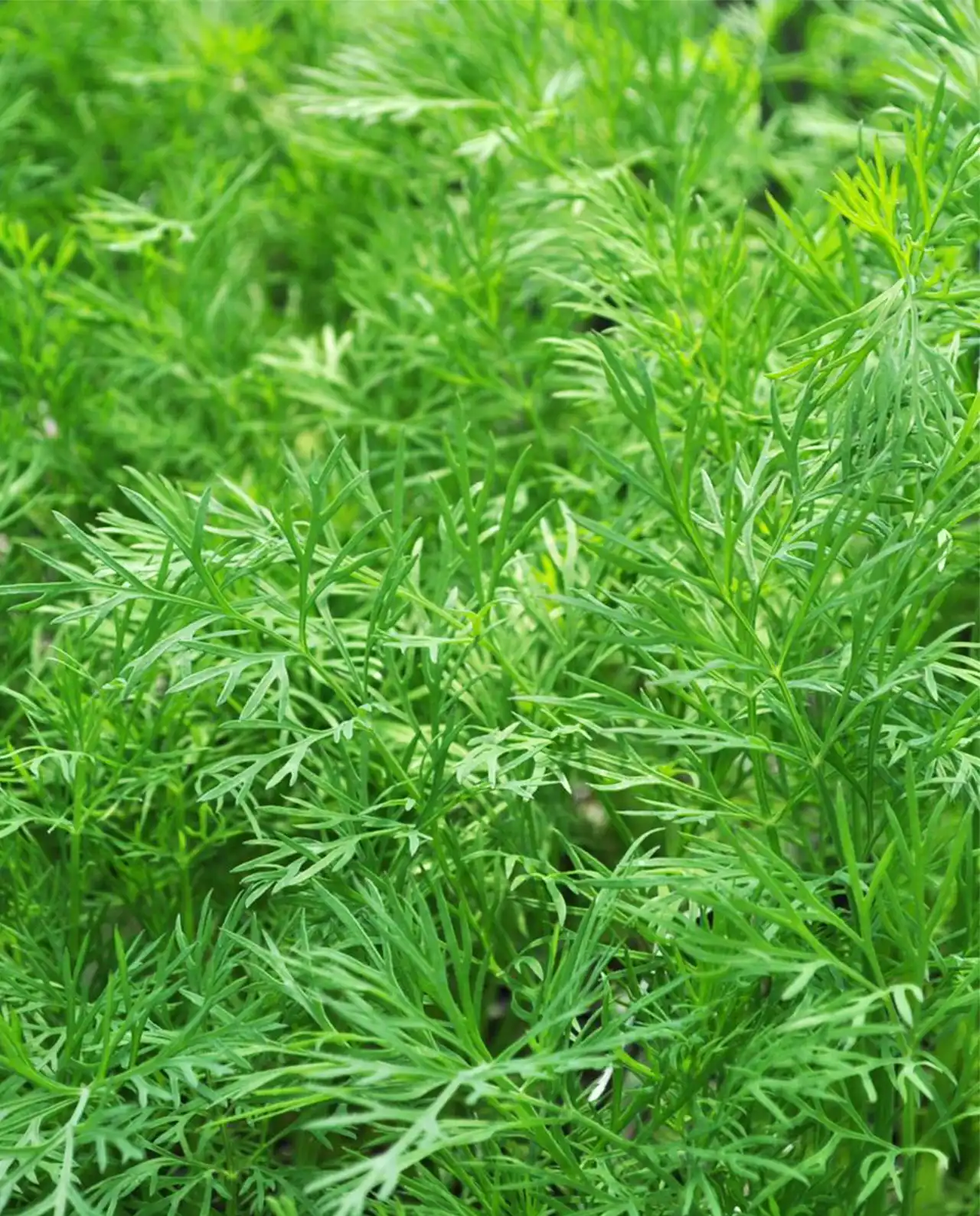 ดิล Dukat Leafy Dill
