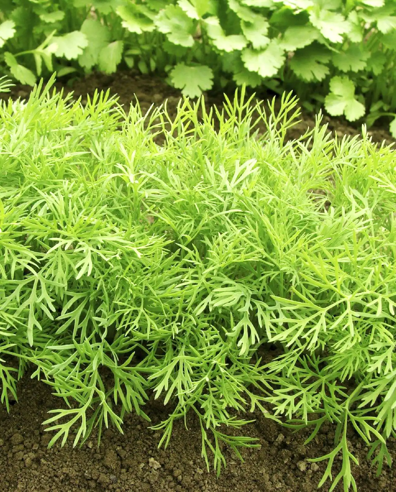 ดิล Dukat Leafy Dill