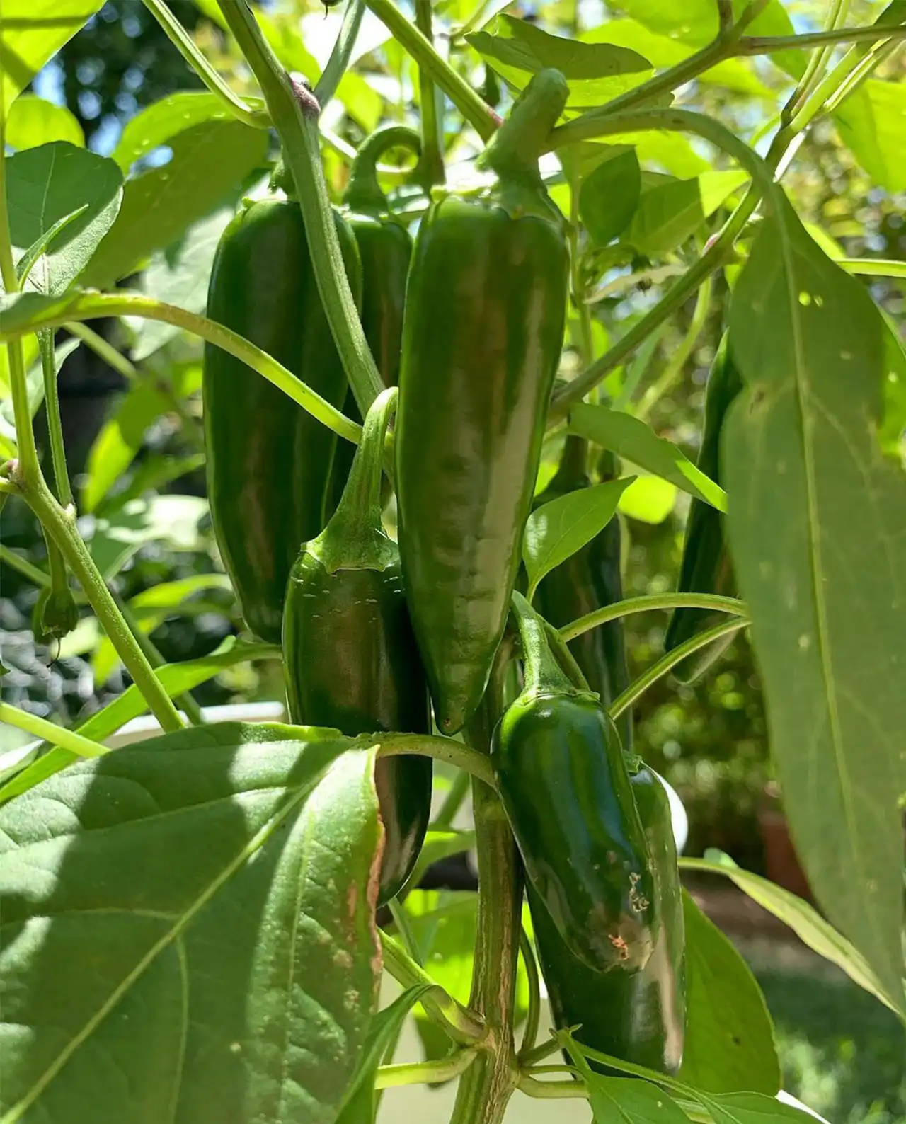 พริกฮาลาเปญโญ Early Flame Jalapenos