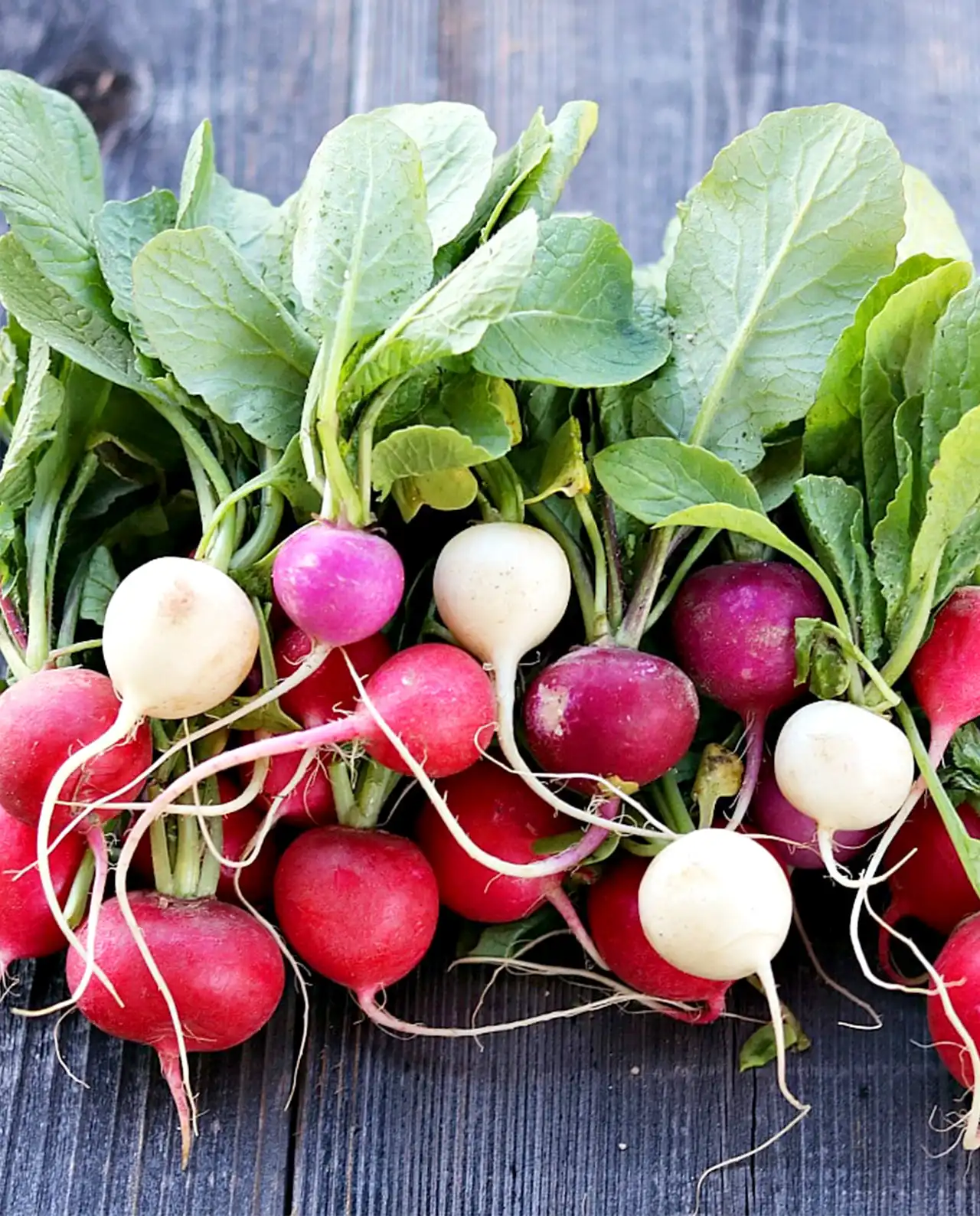 แรดิช Rainbow Radishes Easter Egg II