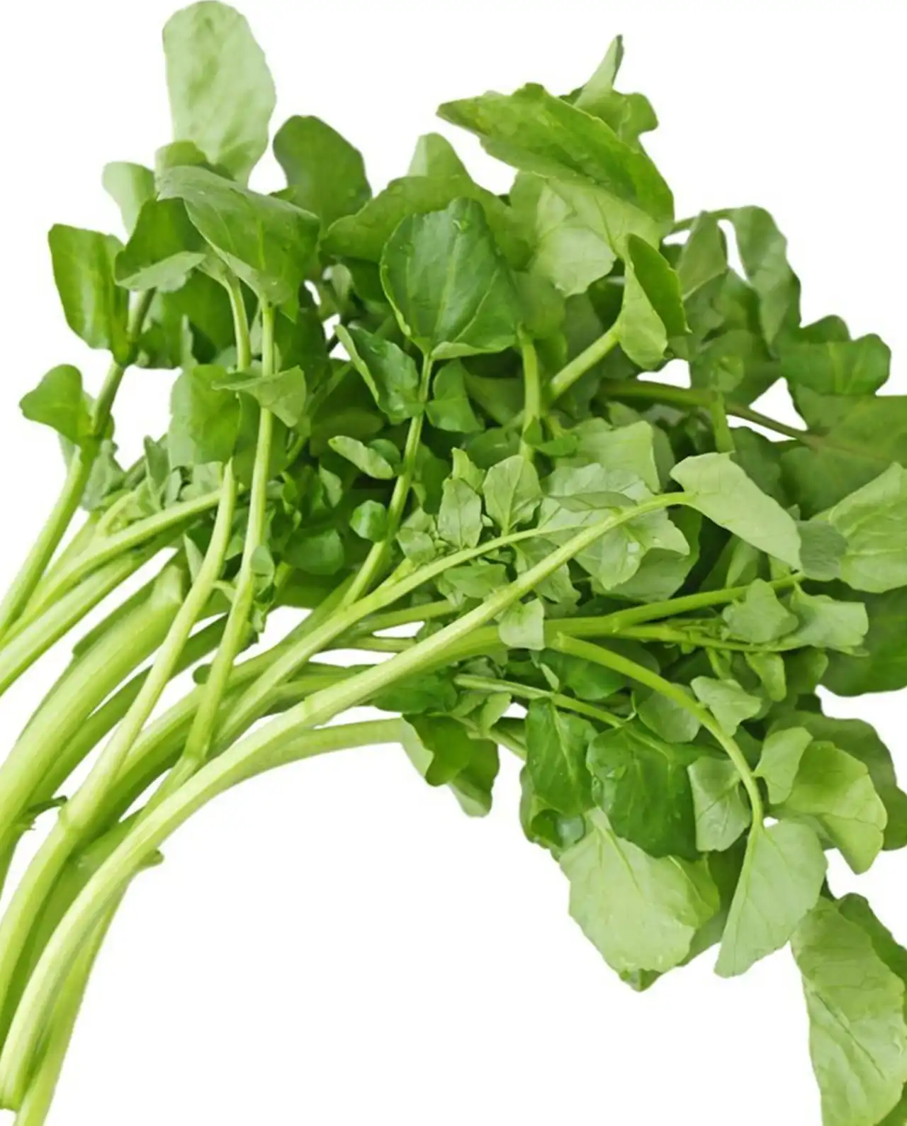 วอเตอร์เครส English Watercress