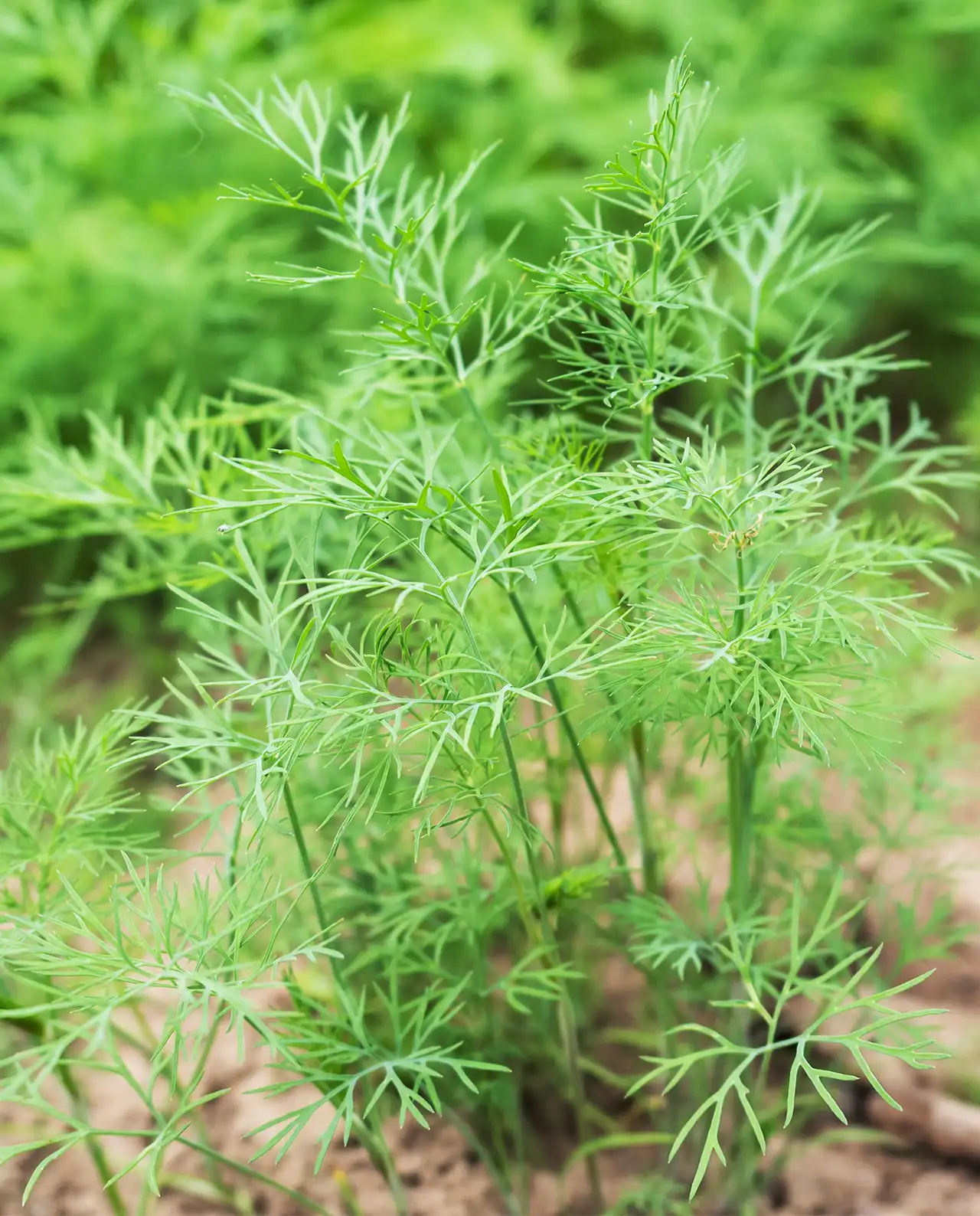 เฟนเนล Smokey Bronze Fennel
