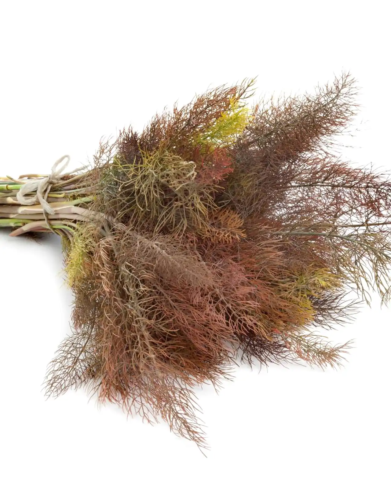 เฟนเนล Smokey Bronze Fennel