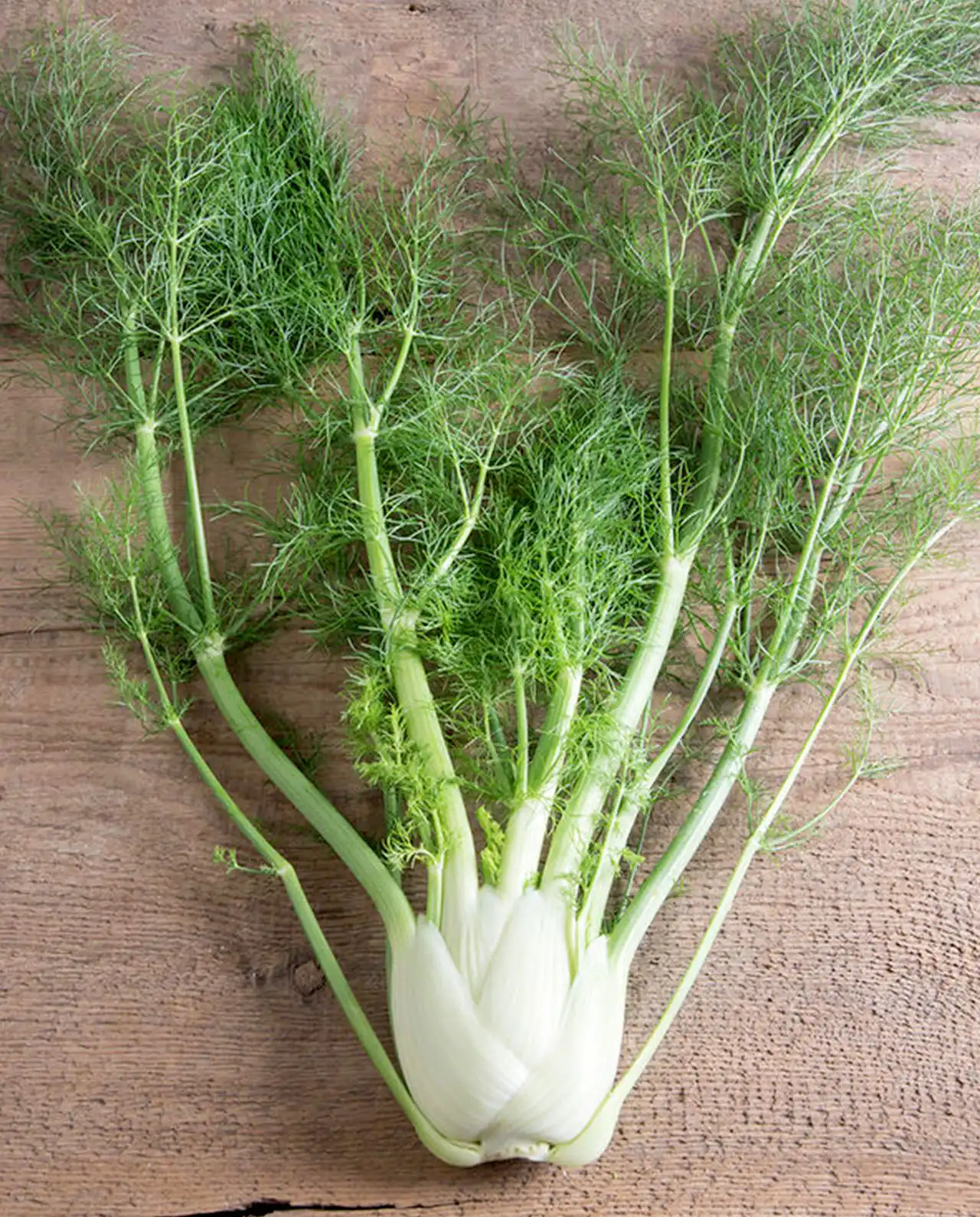หัวเฟนเนล ออร์แกนิค Bulbing Fennel Romanesco