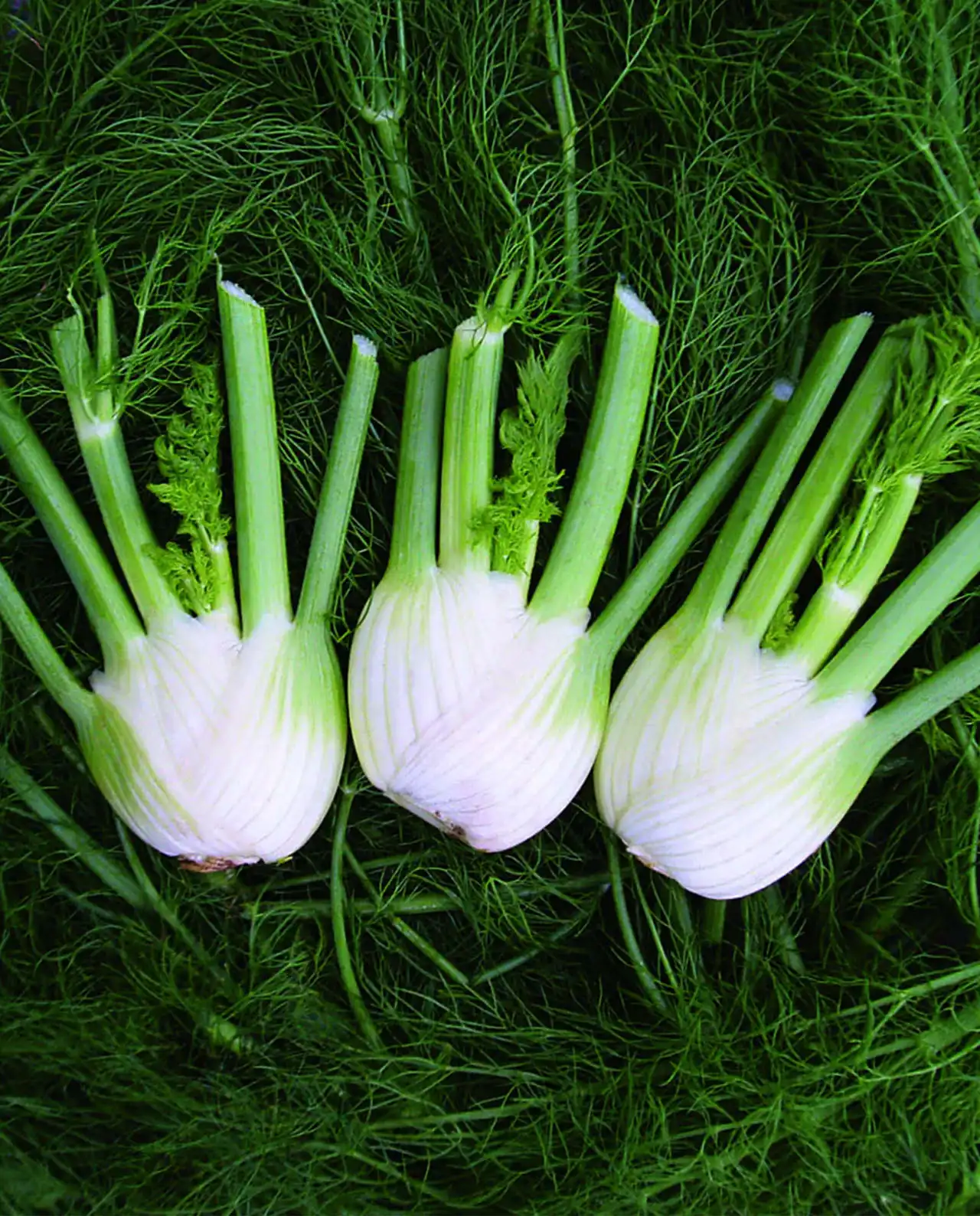 หัวเฟนเนล ออร์แกนิค Bulbing Fennel Romanesco