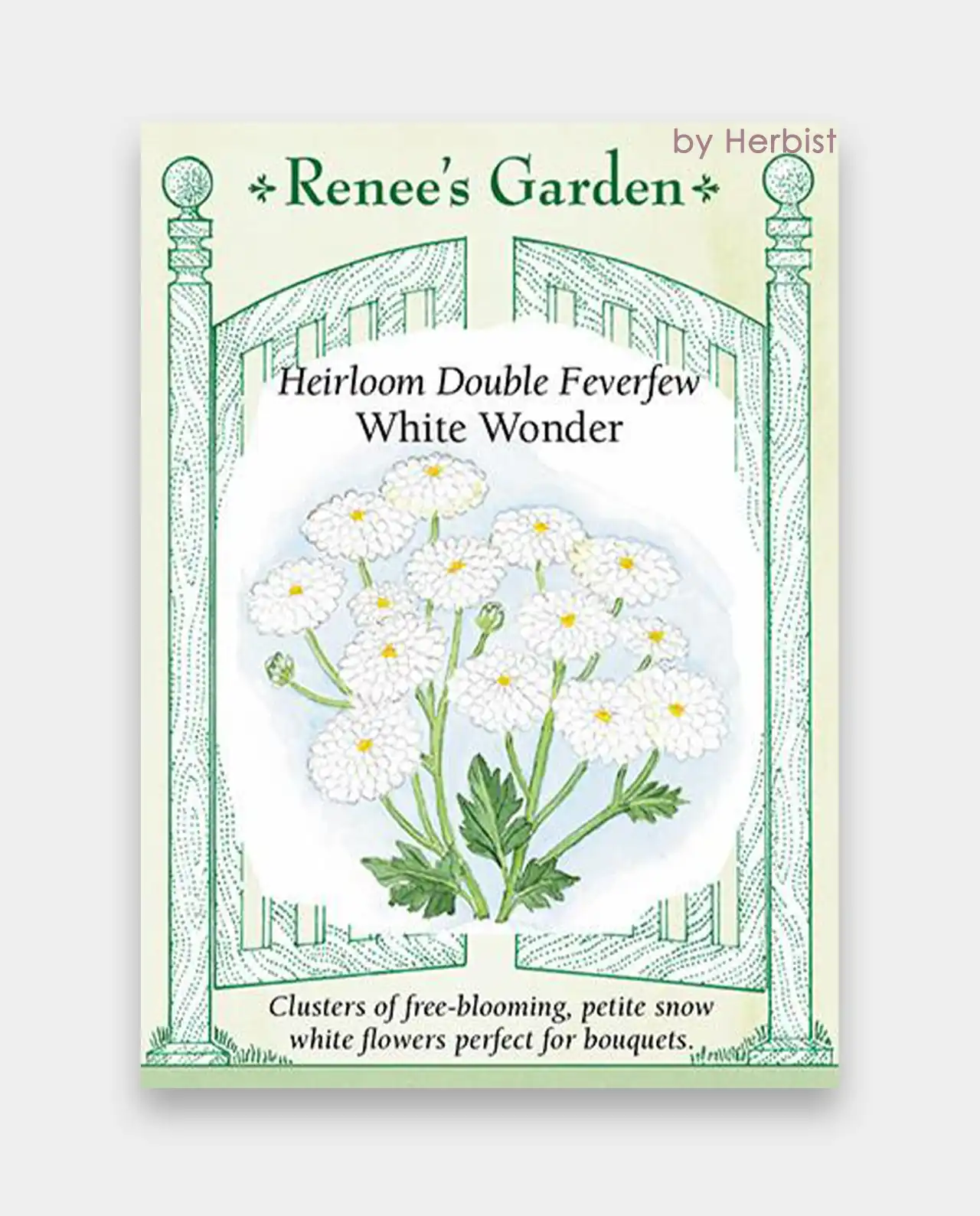 ฟีเวอร์ฟิว Double Feverfew White Wonder