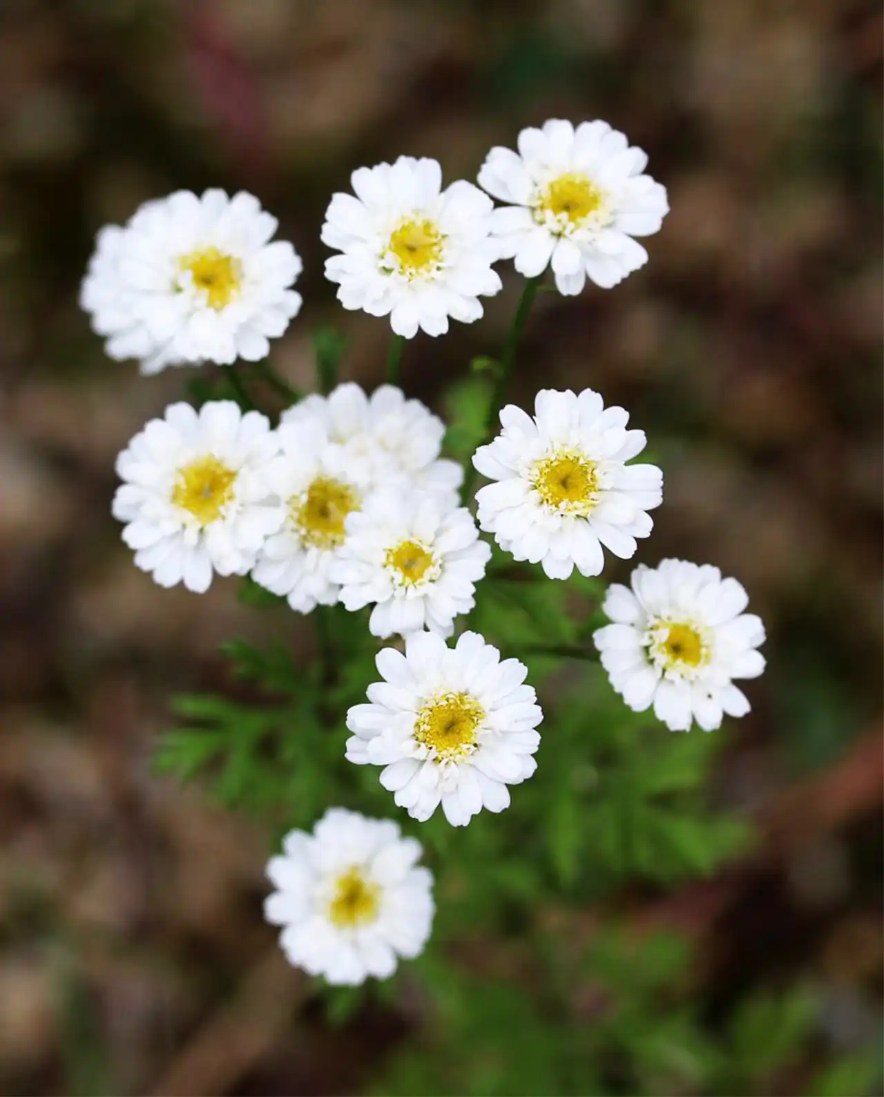 ฟีเวอร์ฟิว Double Feverfew White Wonder