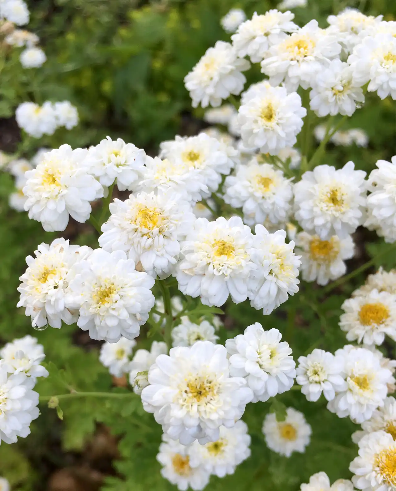 ฟีเวอร์ฟิว Double Feverfew White Wonder