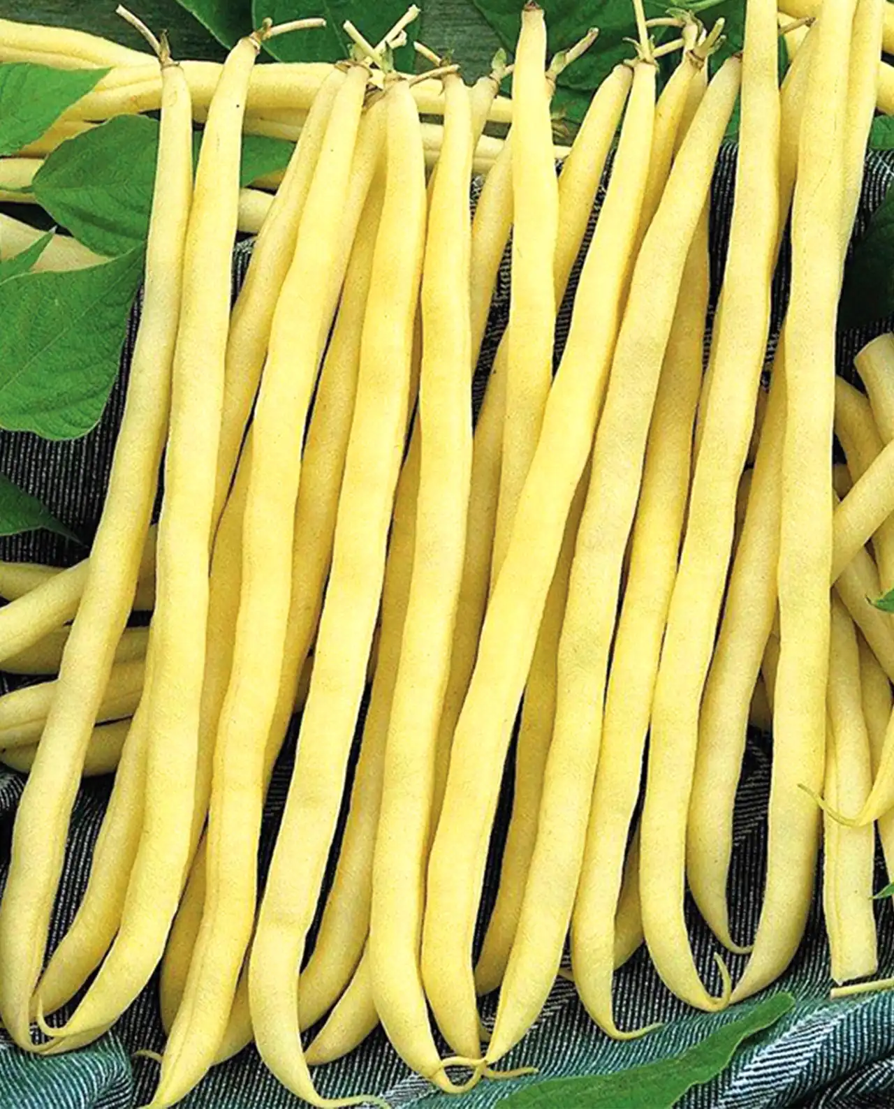 ถั่วริบบิ้น Pole Filet Beans French Gold