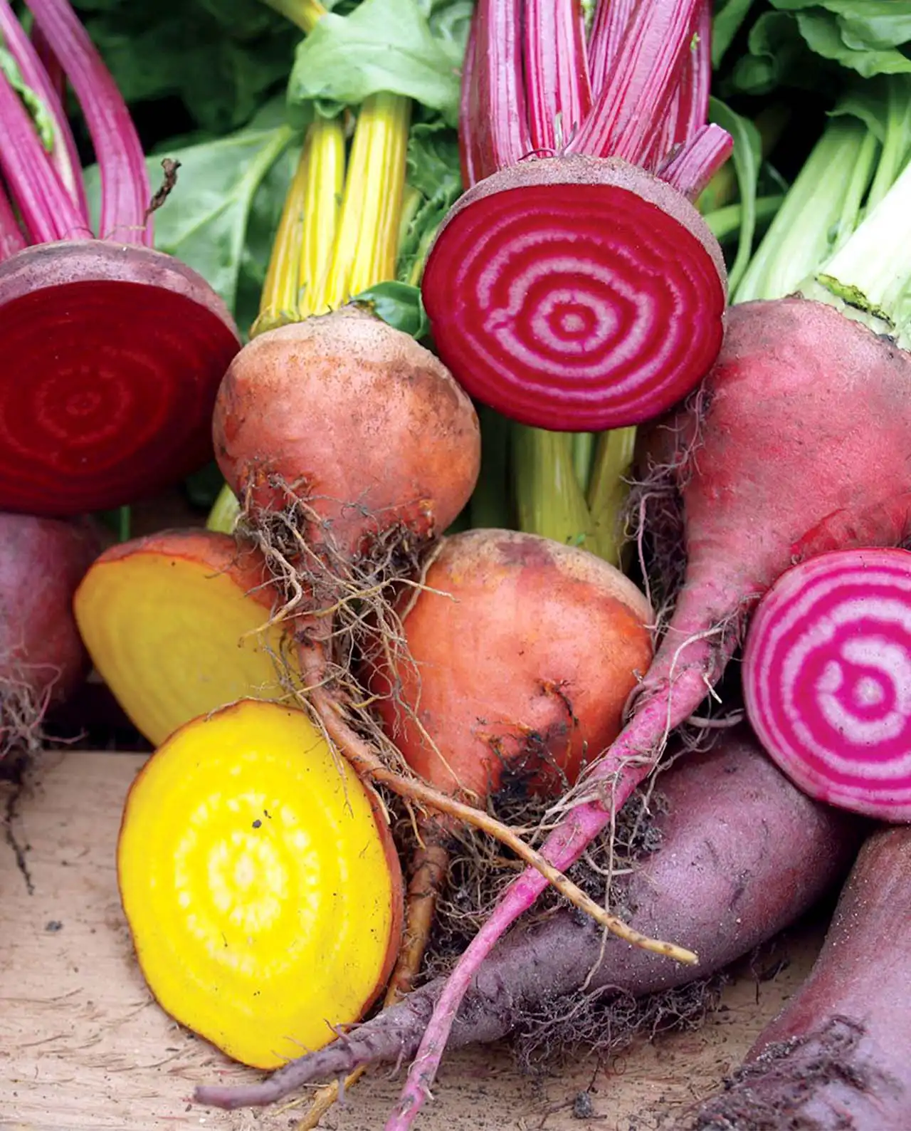 บีท Five Color Rainbow Beets