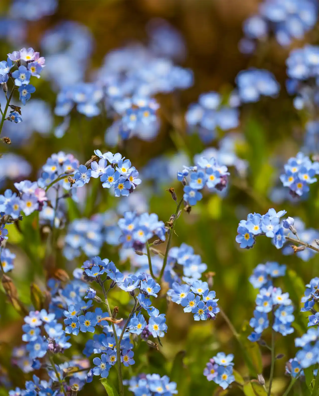 ฟอร์เก็ตมีน็อต Forget-Me-Nots Bluebirds