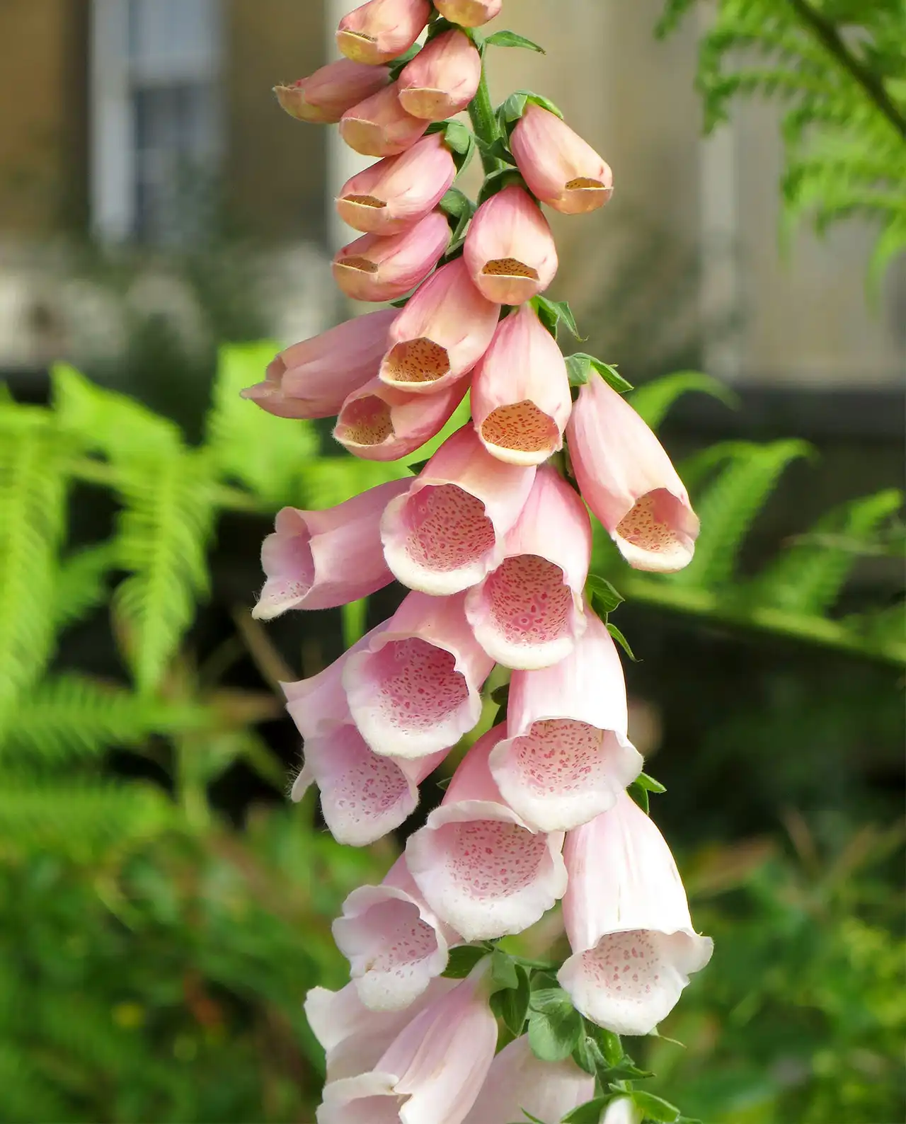 ฟ็อกซ์โกลฟ Apricot Foxglove