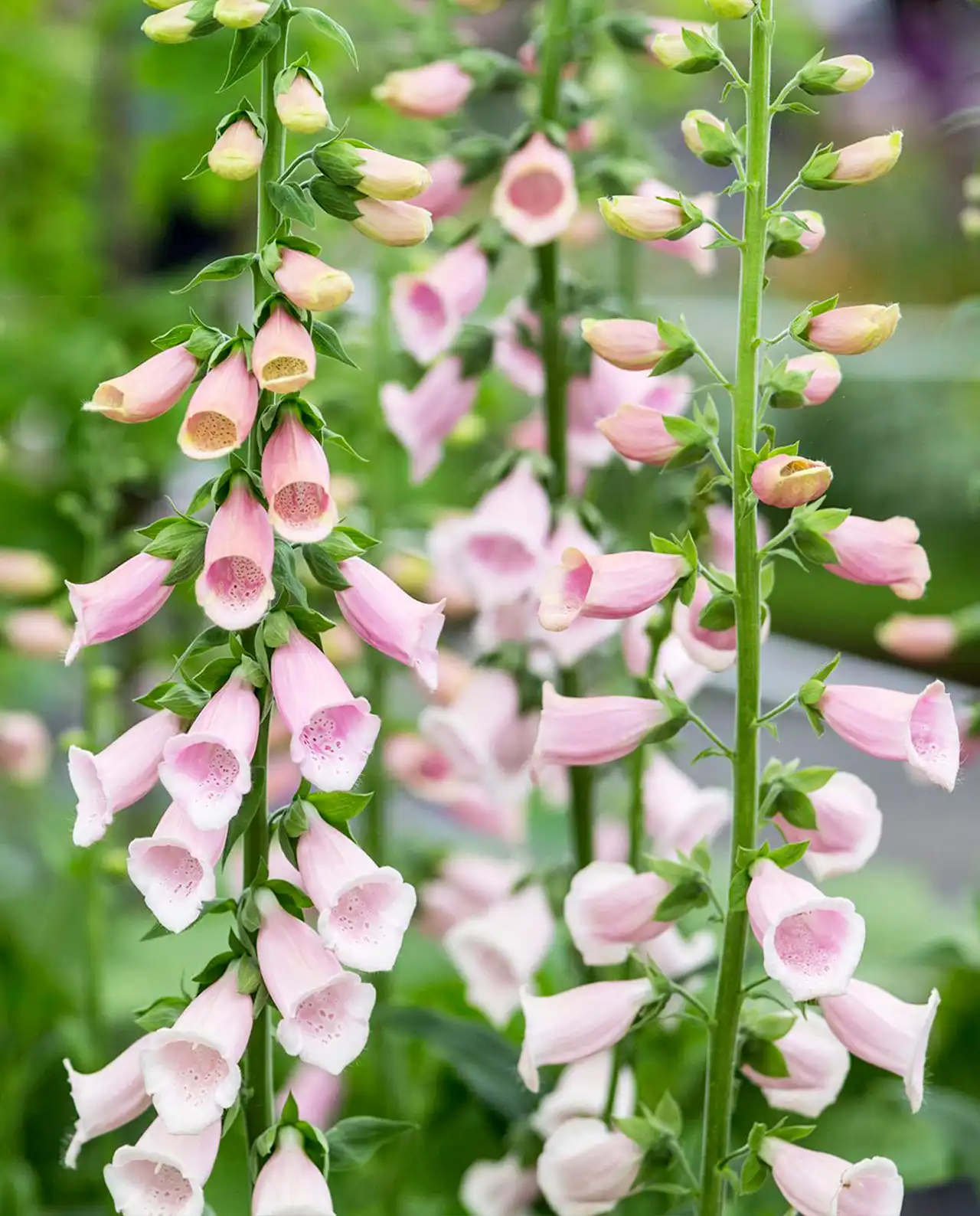 ฟ็อกซ์โกลฟ Apricot Foxglove